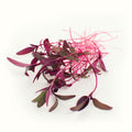 Amaranthus Microgreens