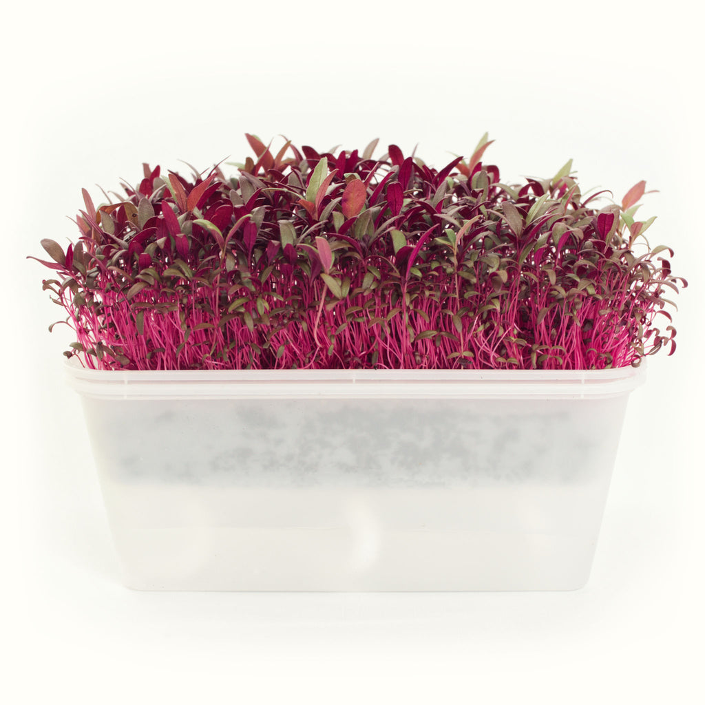 Amaranthus Microgreens