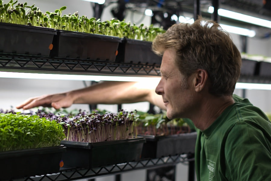 A man attending microgreens under grow lights