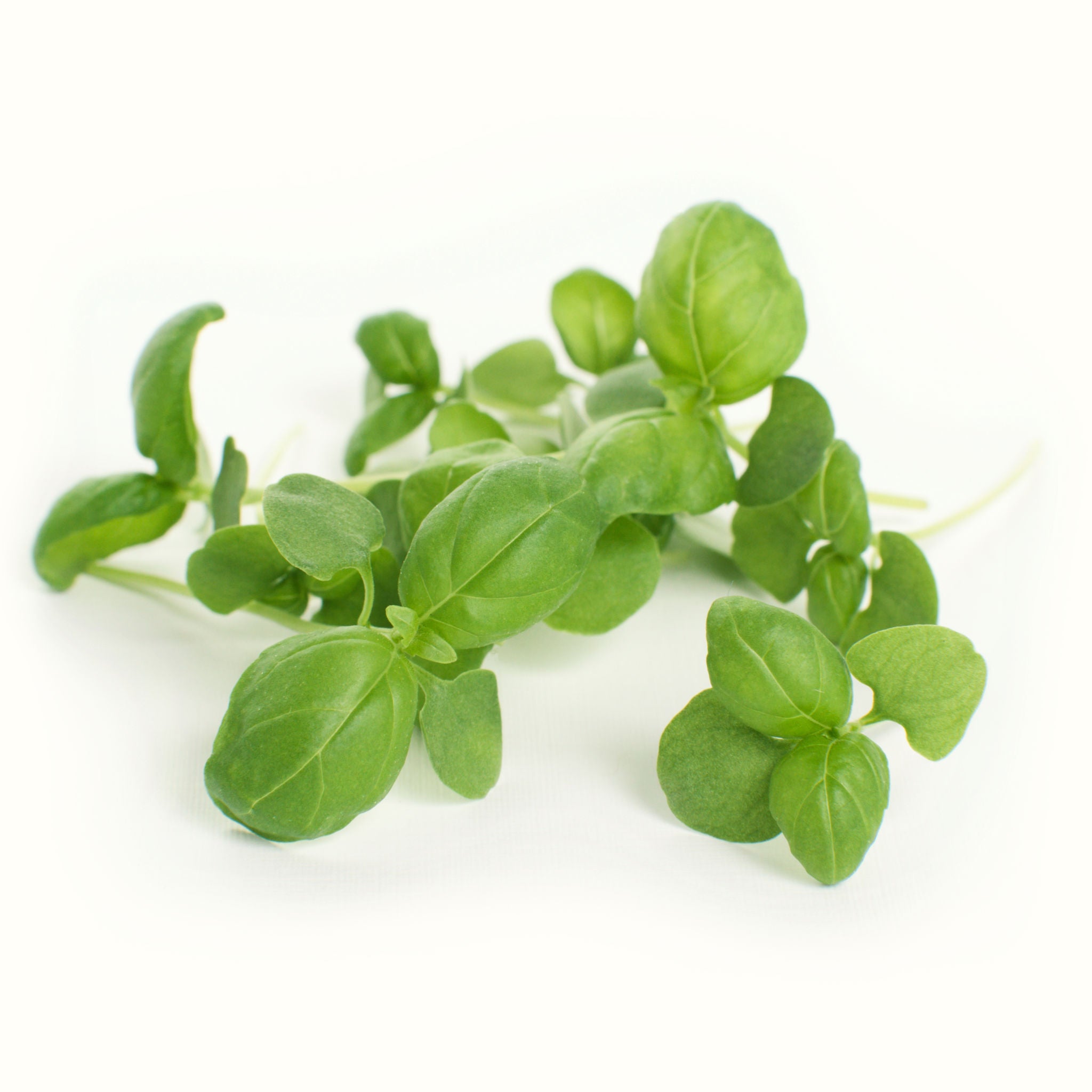 Micro Sweet Basil
