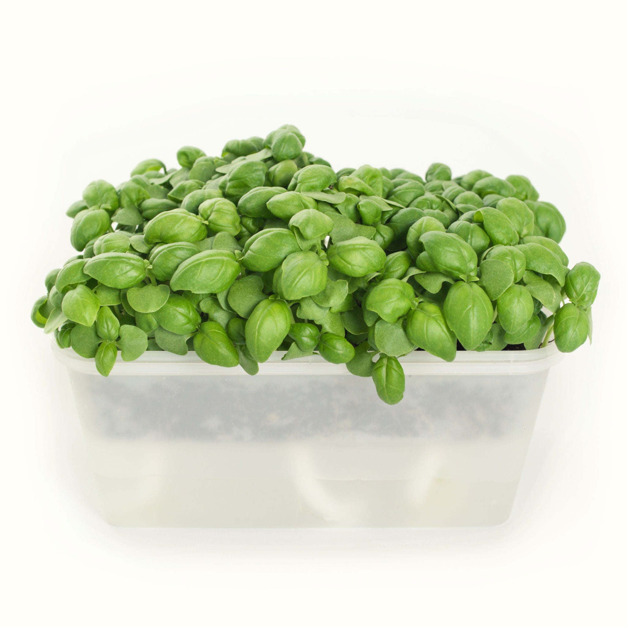 Micro Sweet Basil