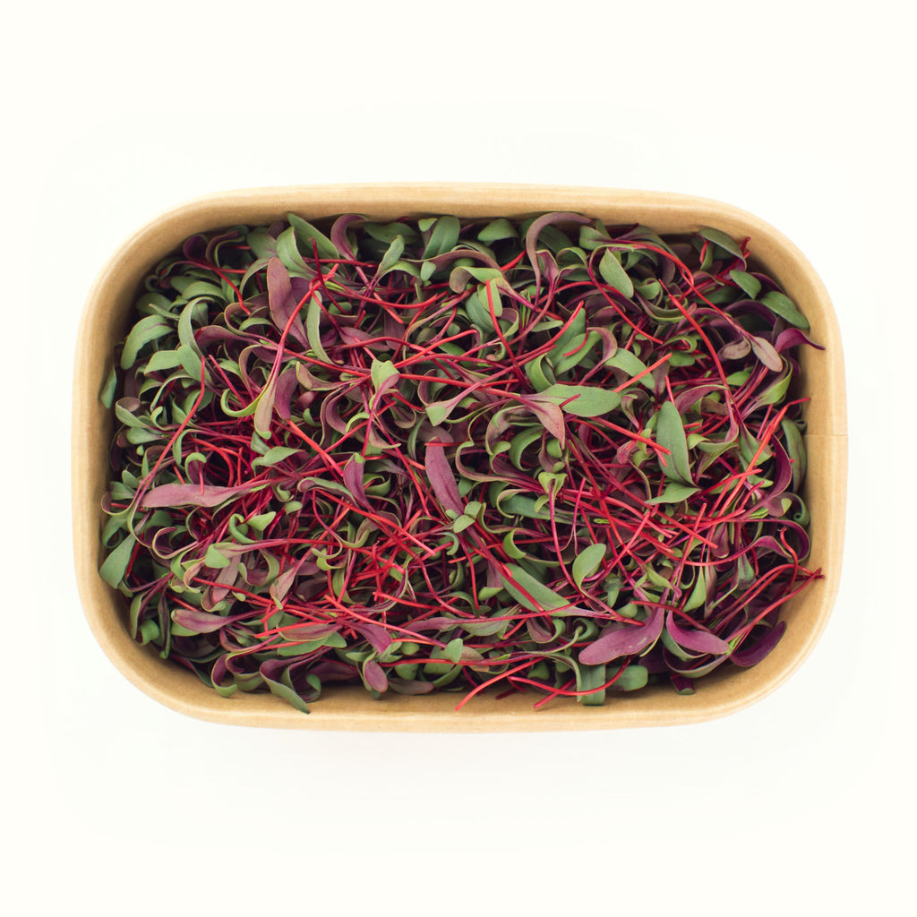 Beetroot Microgreens