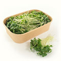 Broccoli Microgreens