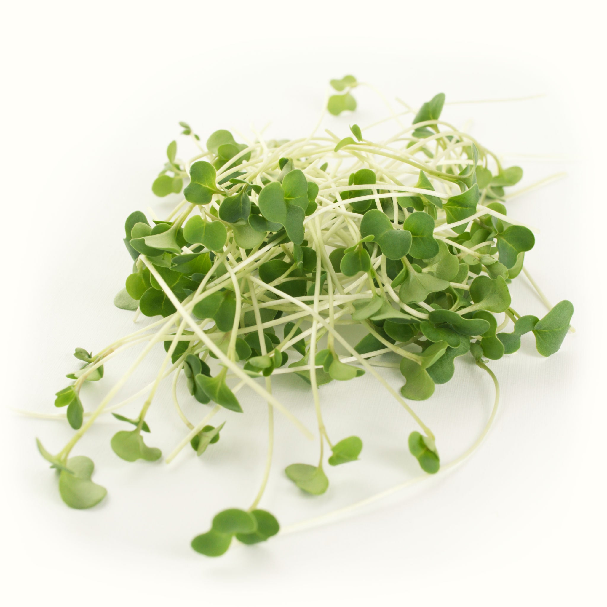 Broccoli Microgreens