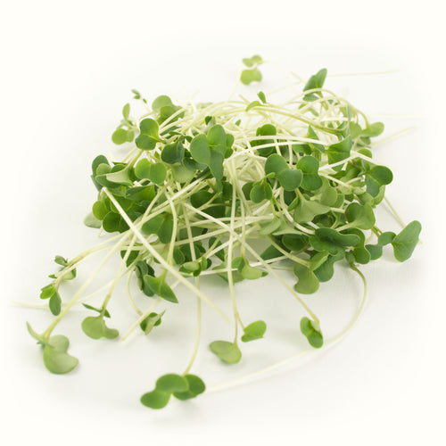 Broccoli Microgreens