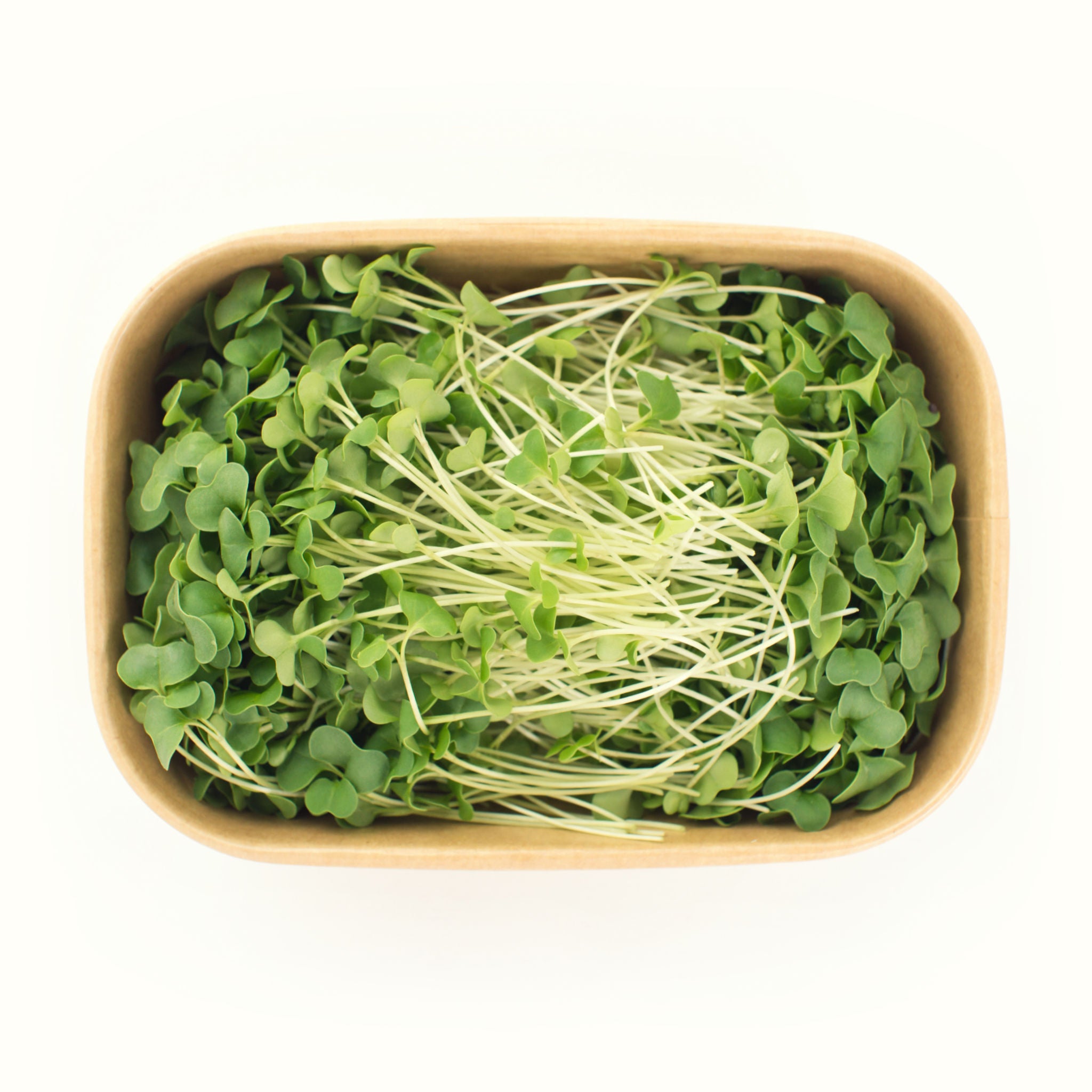 Broccoli Microgreens