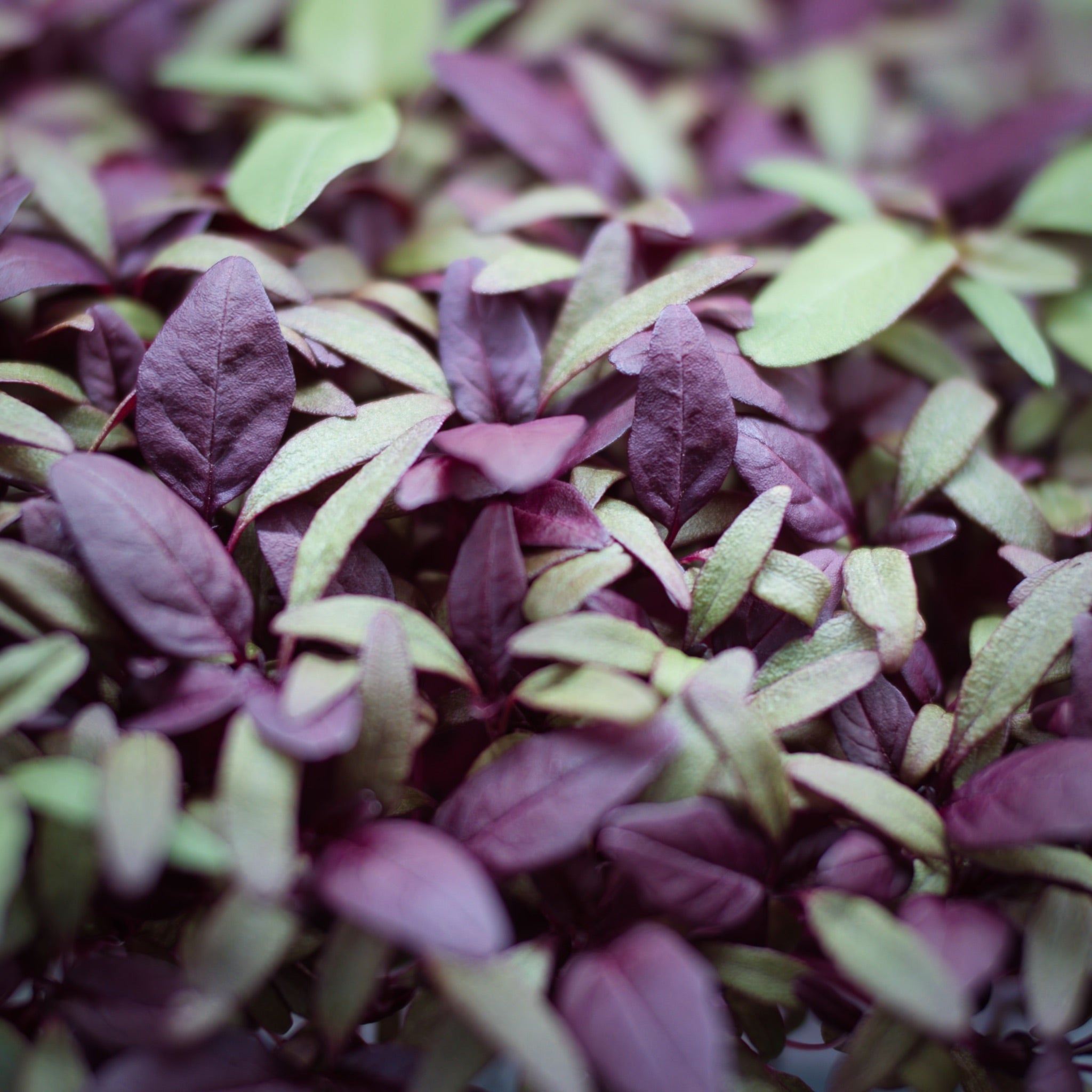 Close up of amaranthus microgreens.