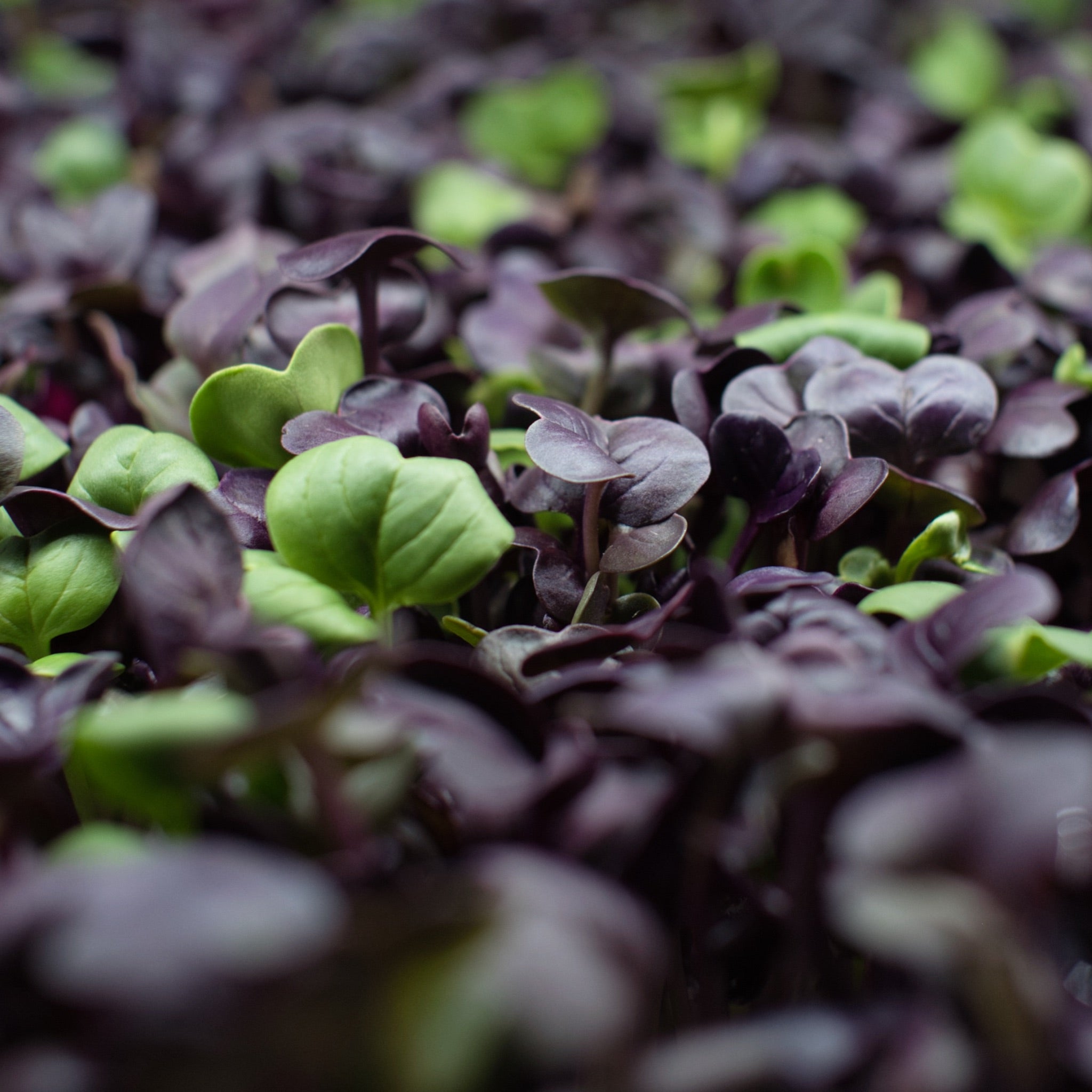 Close up of radish microgreens.