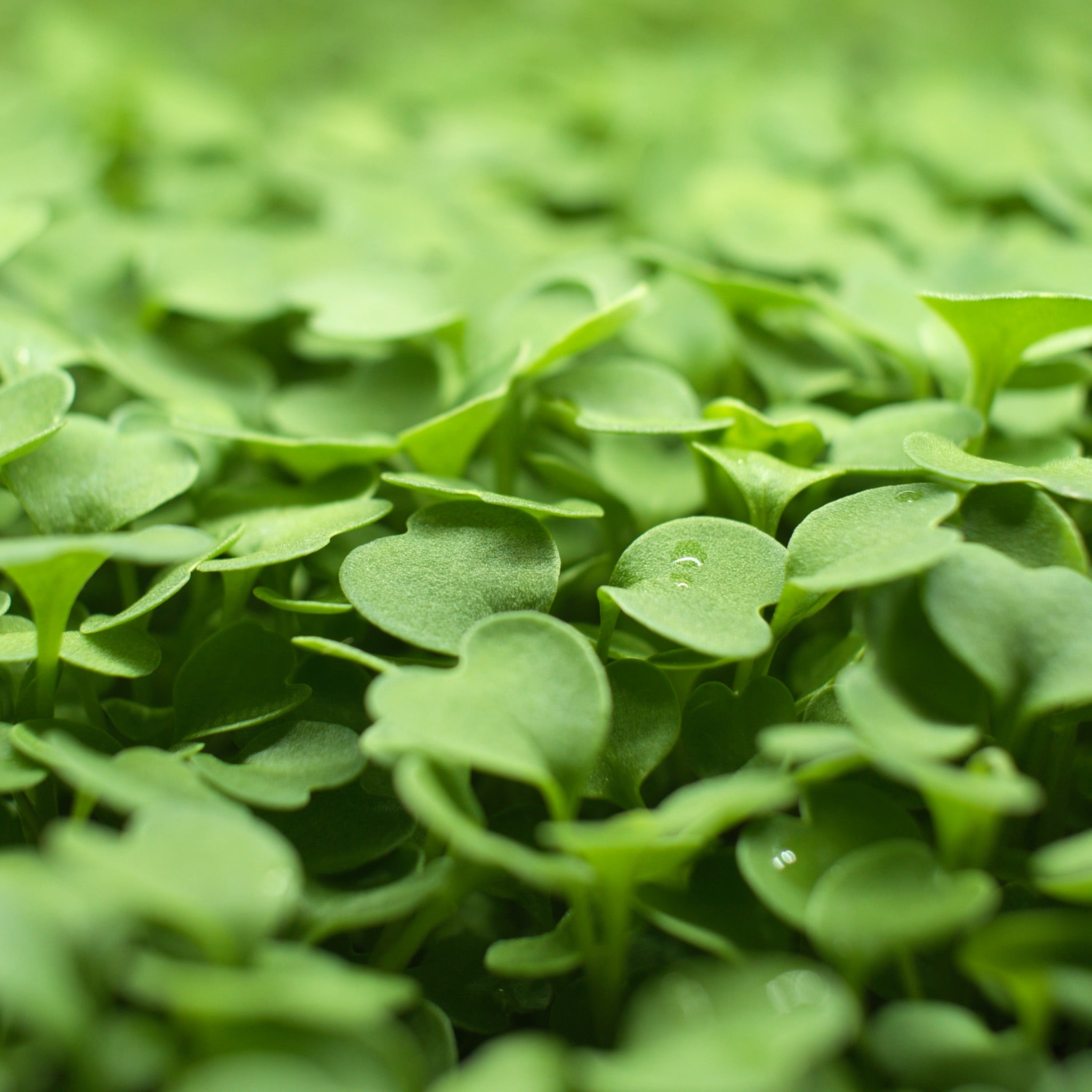 Close up of rocket microgreens.