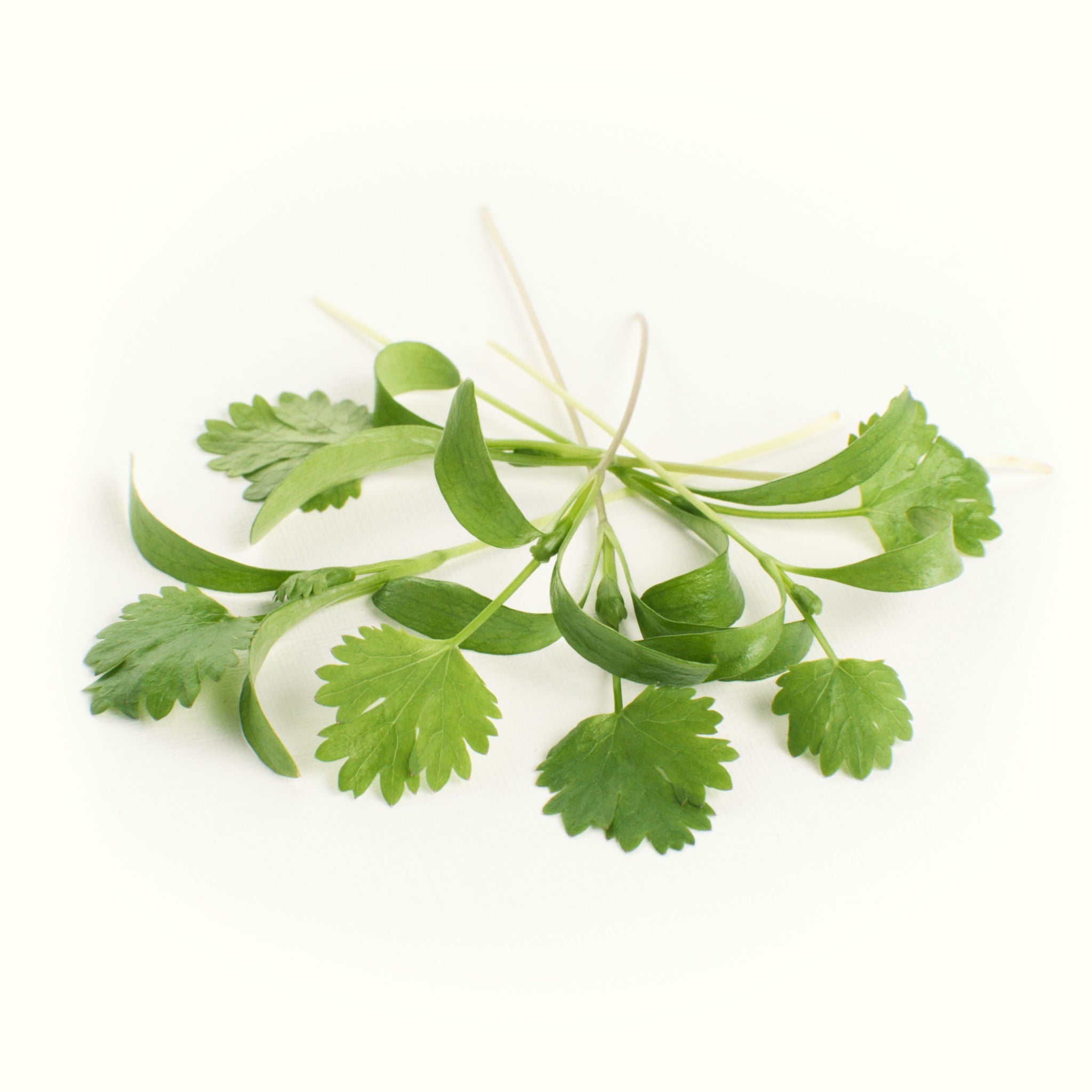 Coriander Microgreens