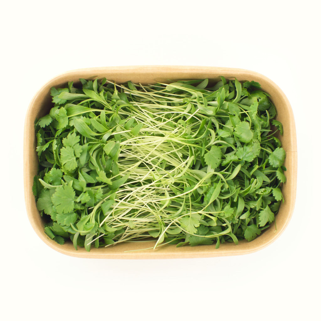 Coriander Microgreens