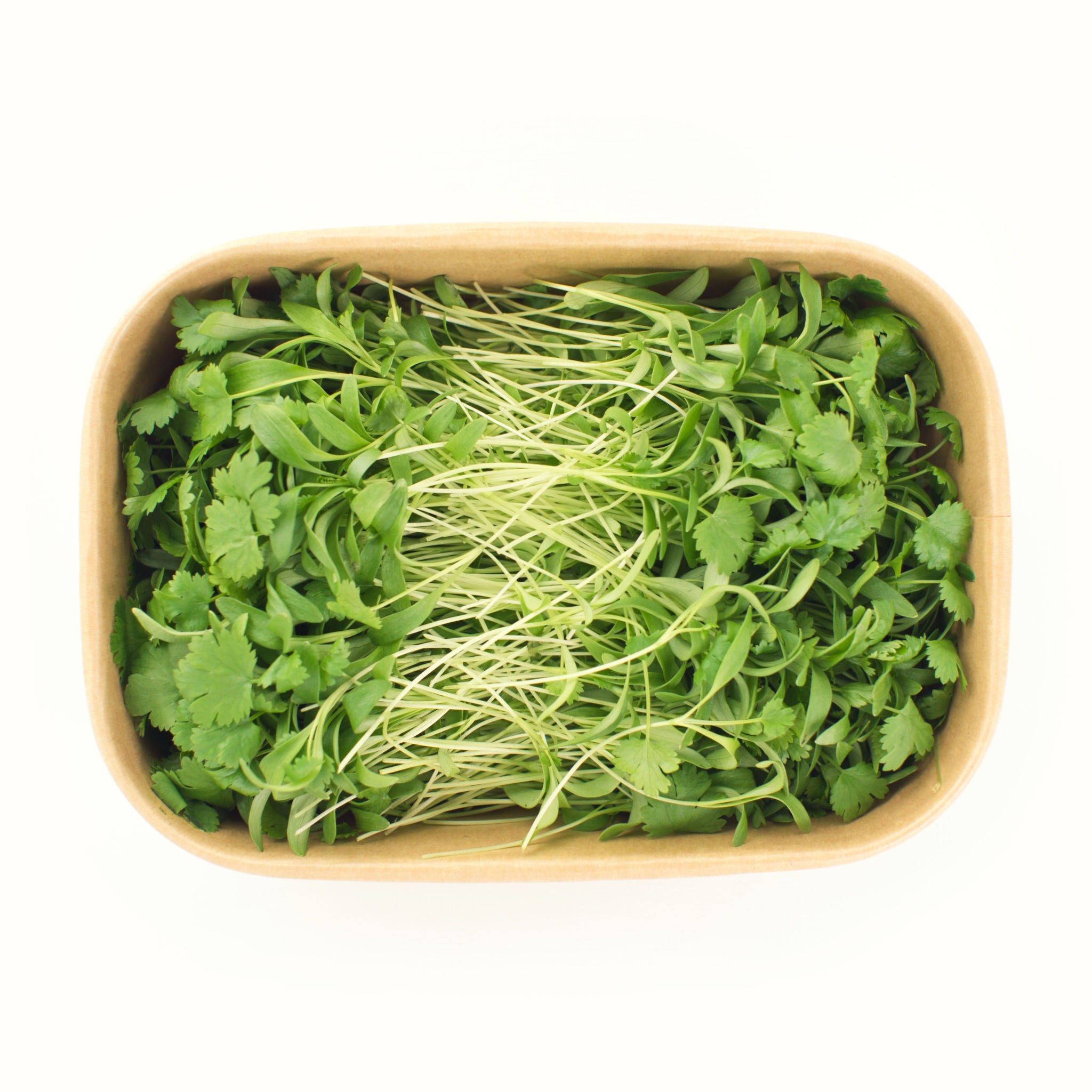 Coriander Microgreens