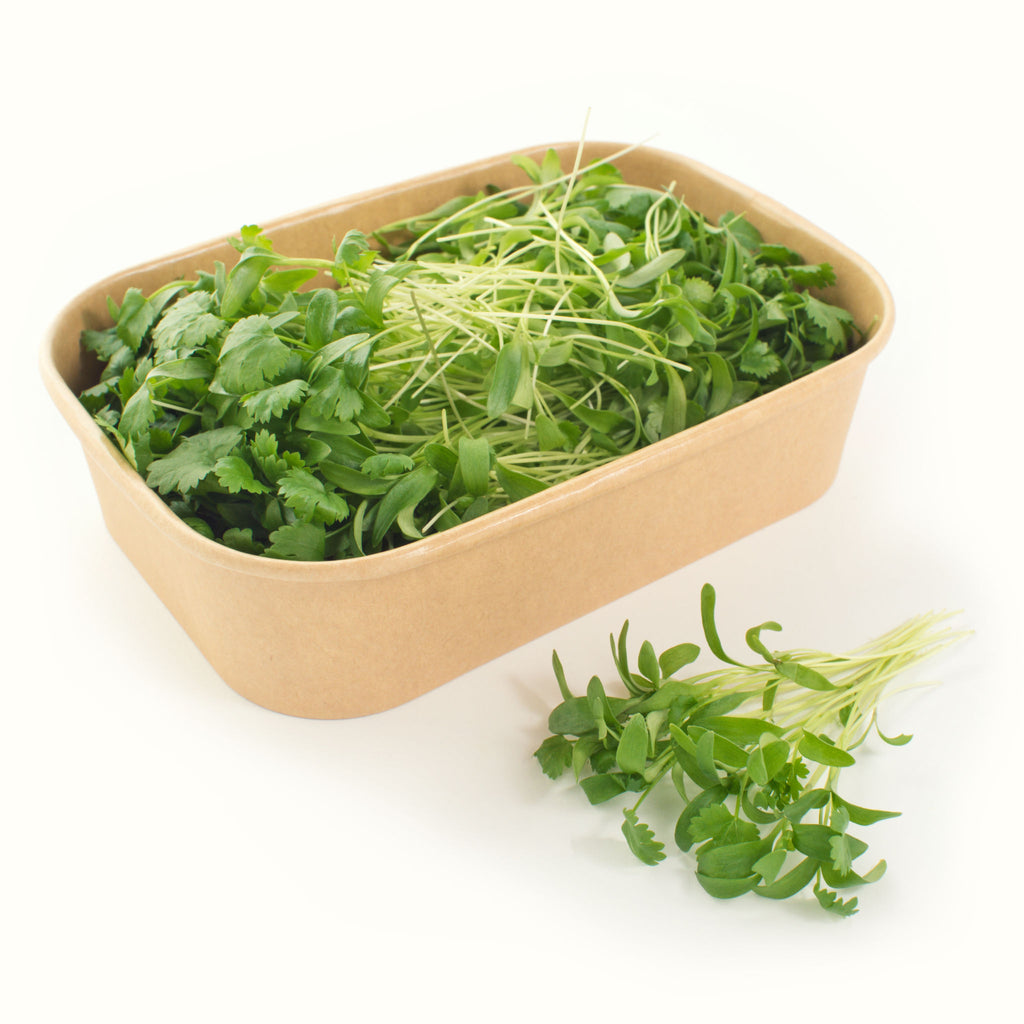 Coriander Microgreens