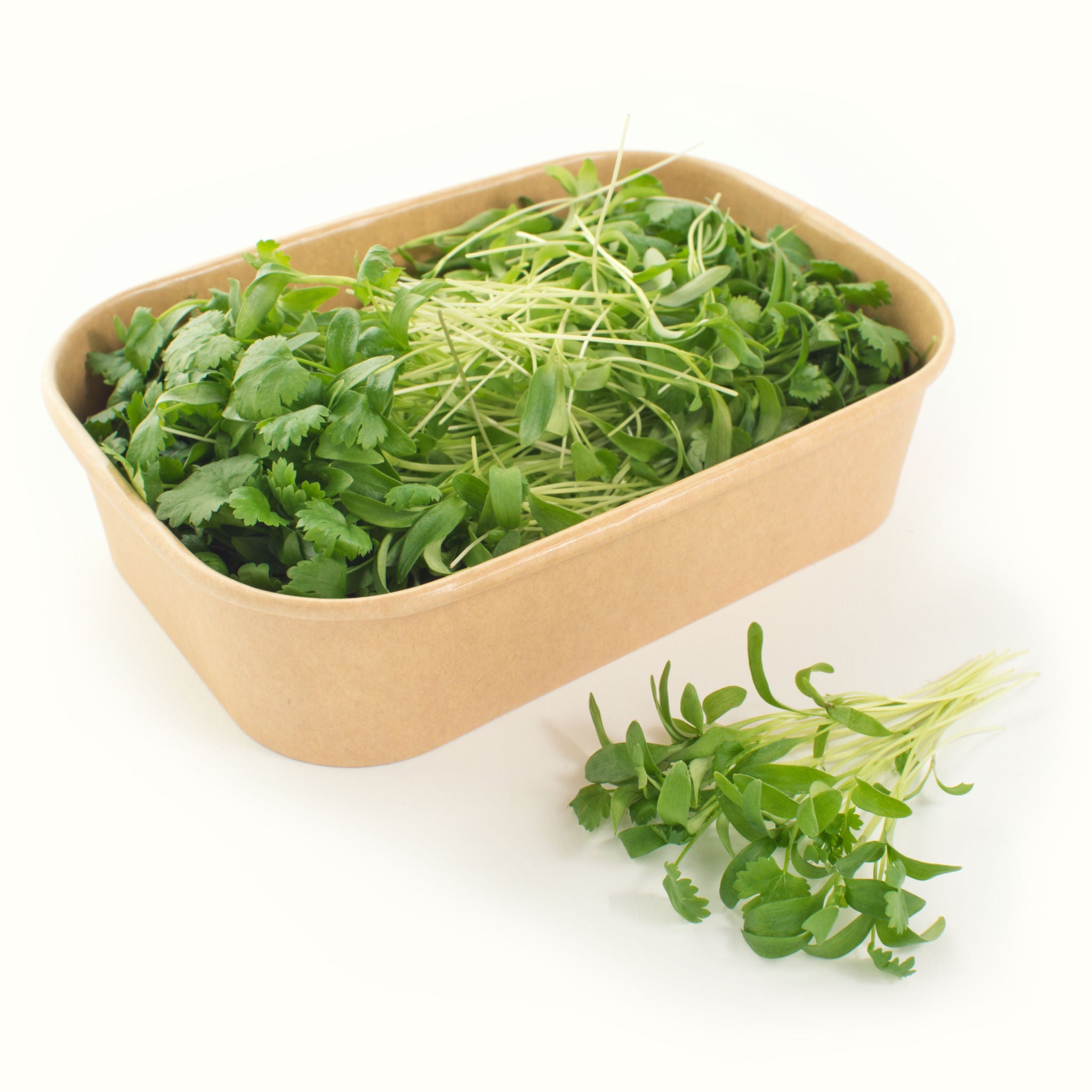 Coriander Microgreens