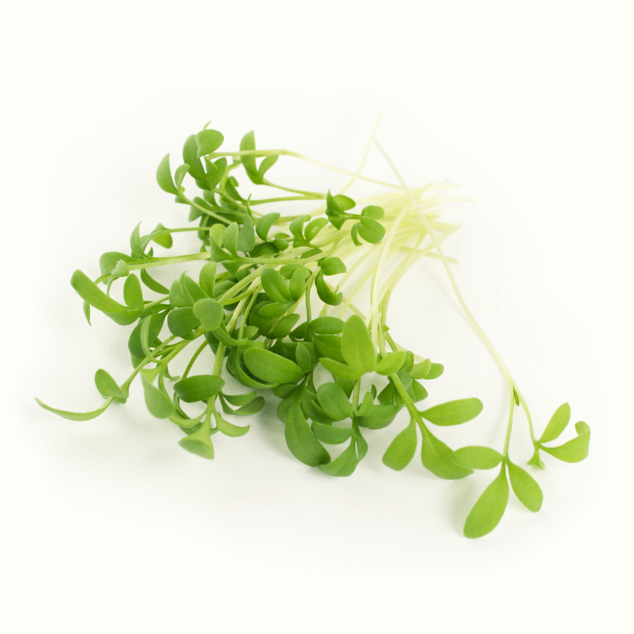 Cress Microgreens