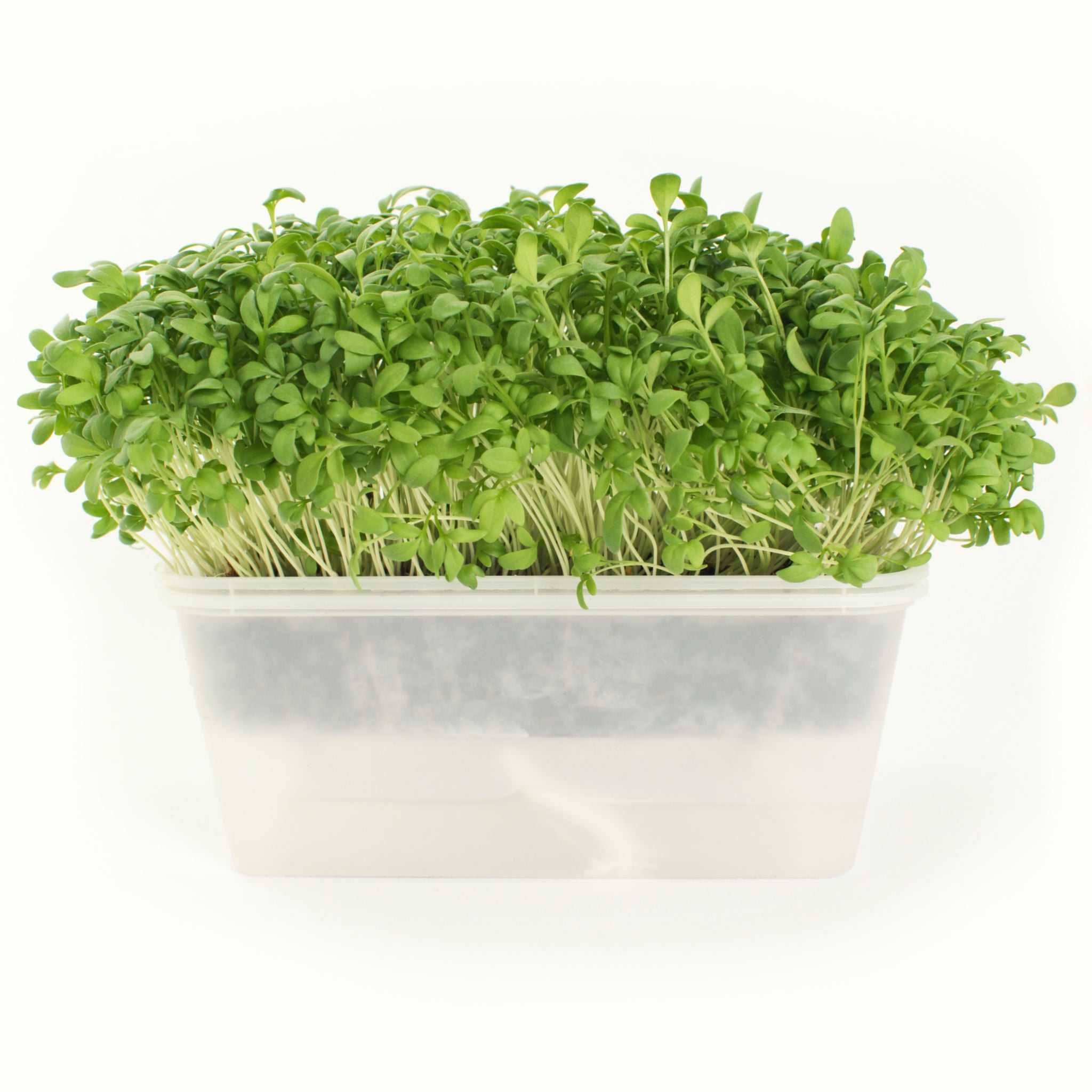 Cress Microgreens