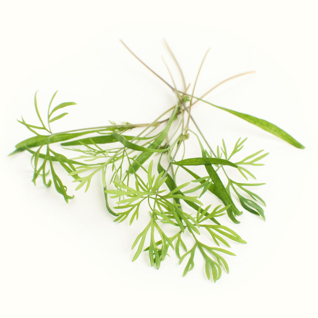 Micro Dill