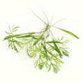 Micro Dill