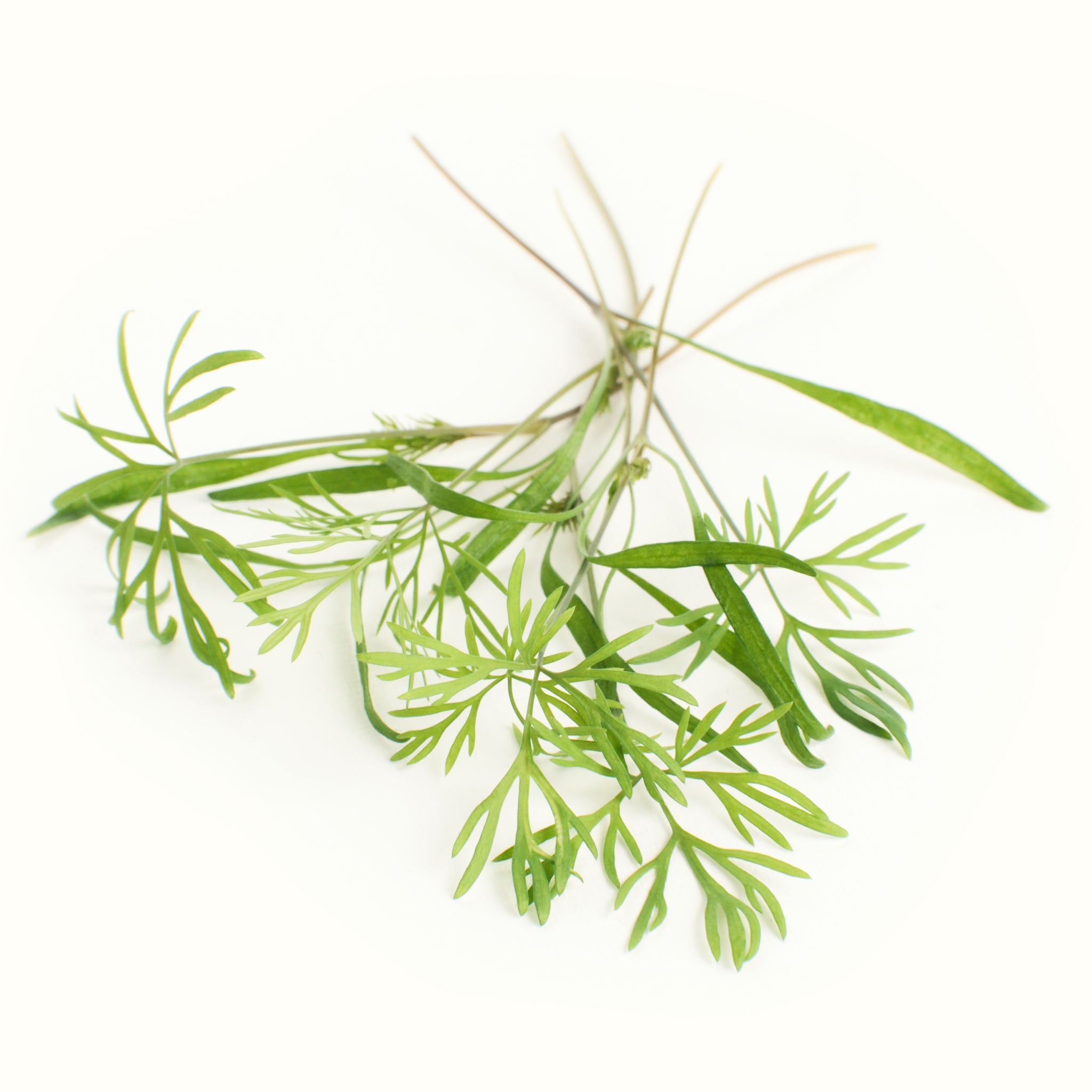 Micro Dill