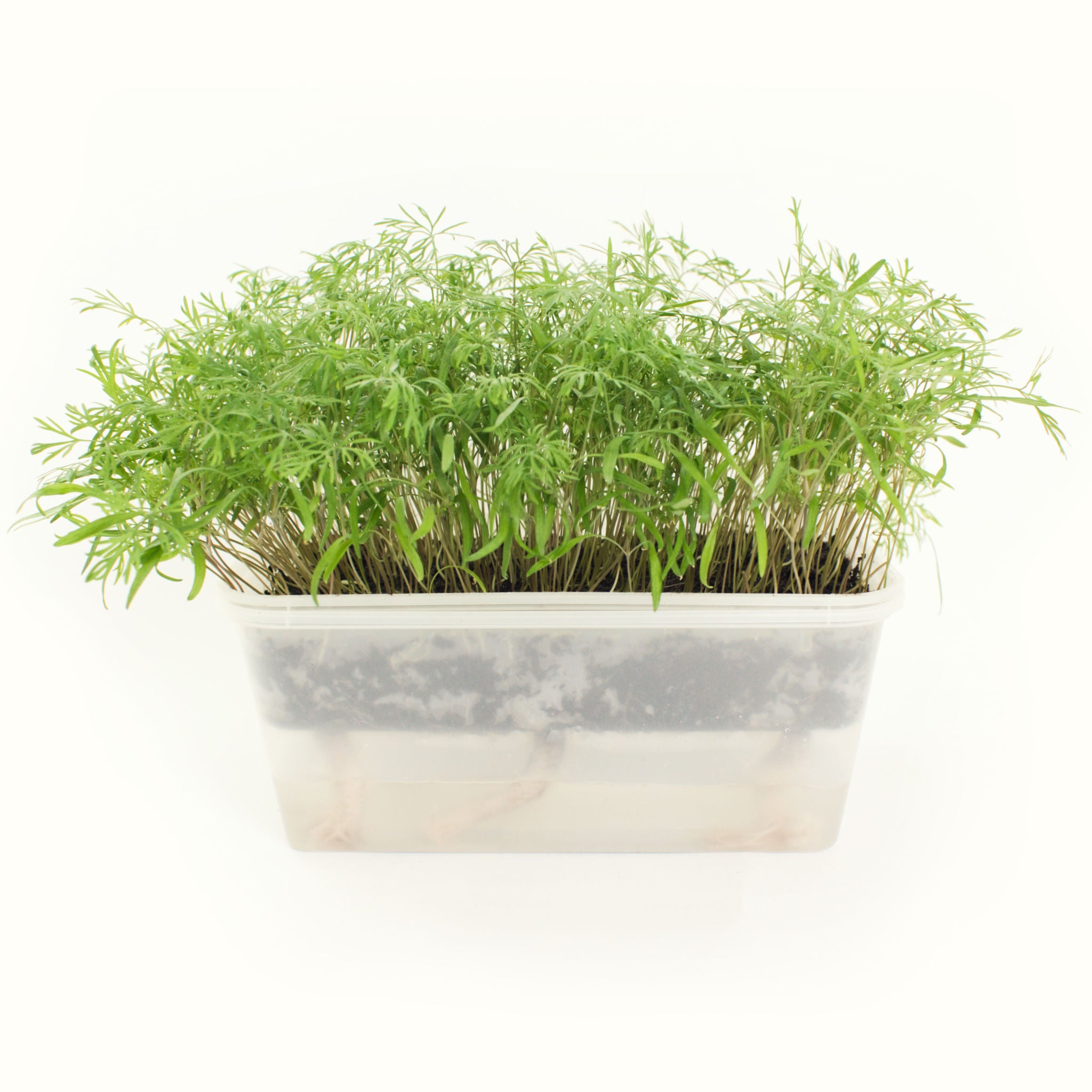 Micro Dill