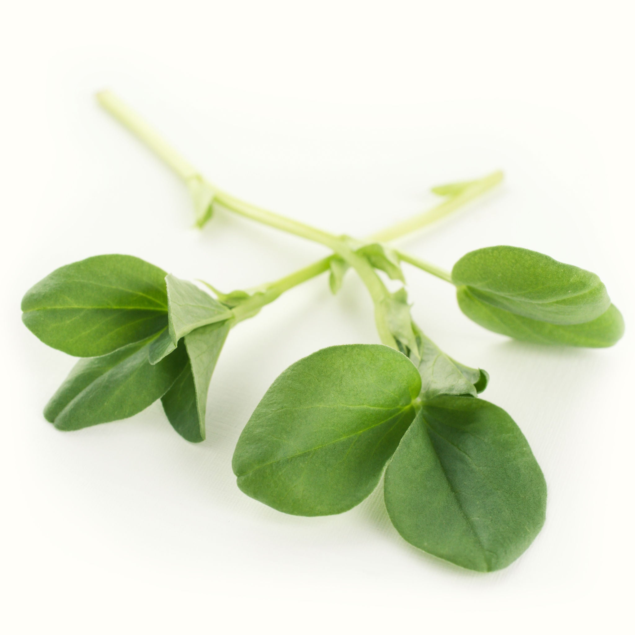 Fava Bean Shoots