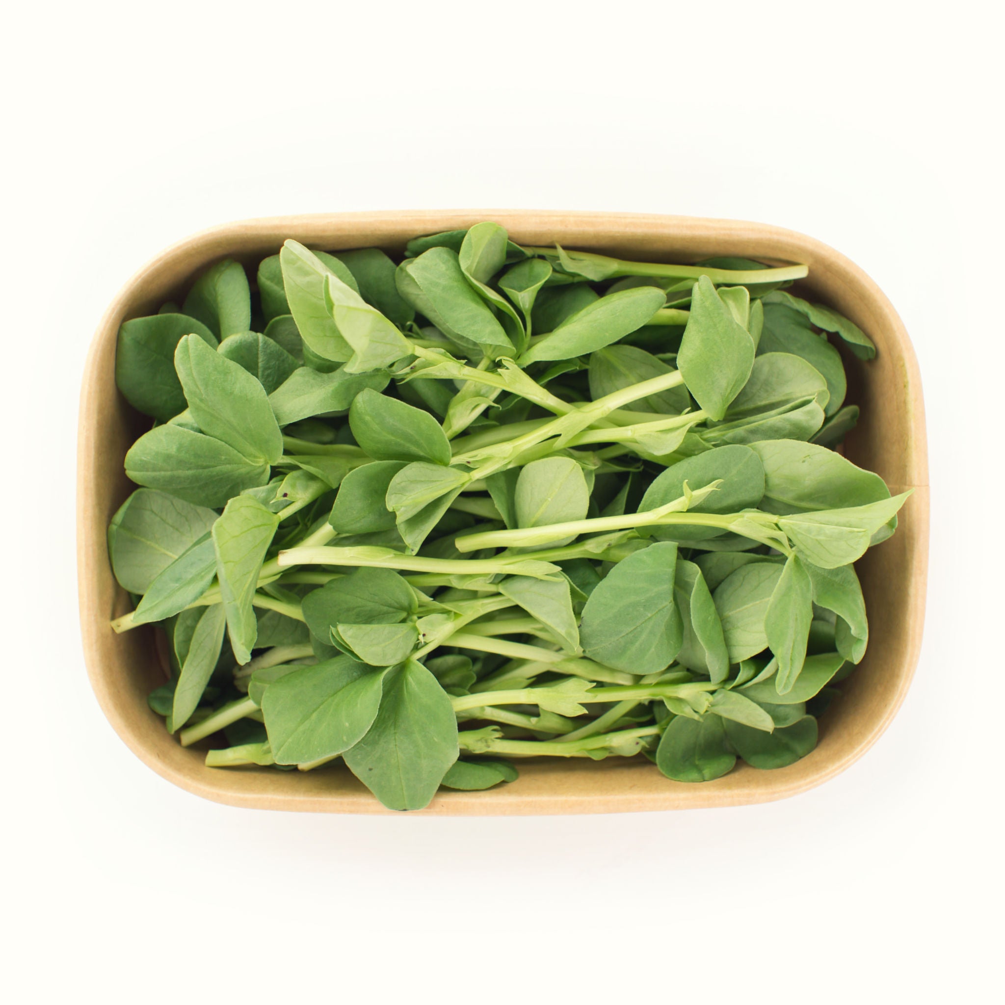 Fava Bean Shoots