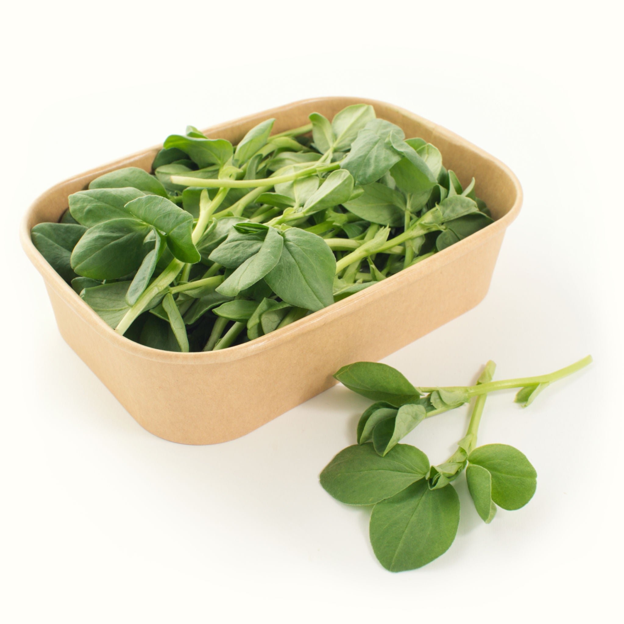 Fava Bean Shoots