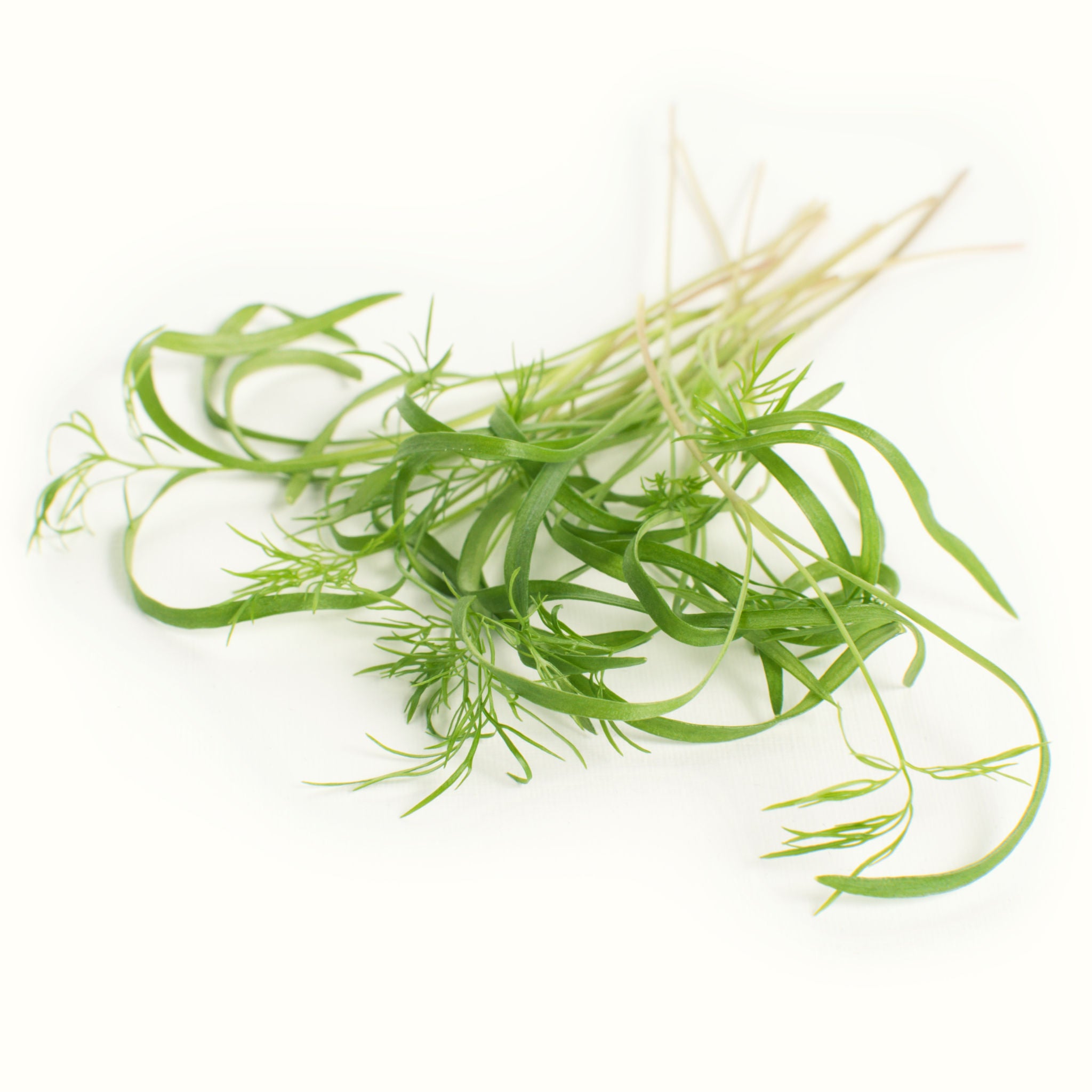 Micro Fennel