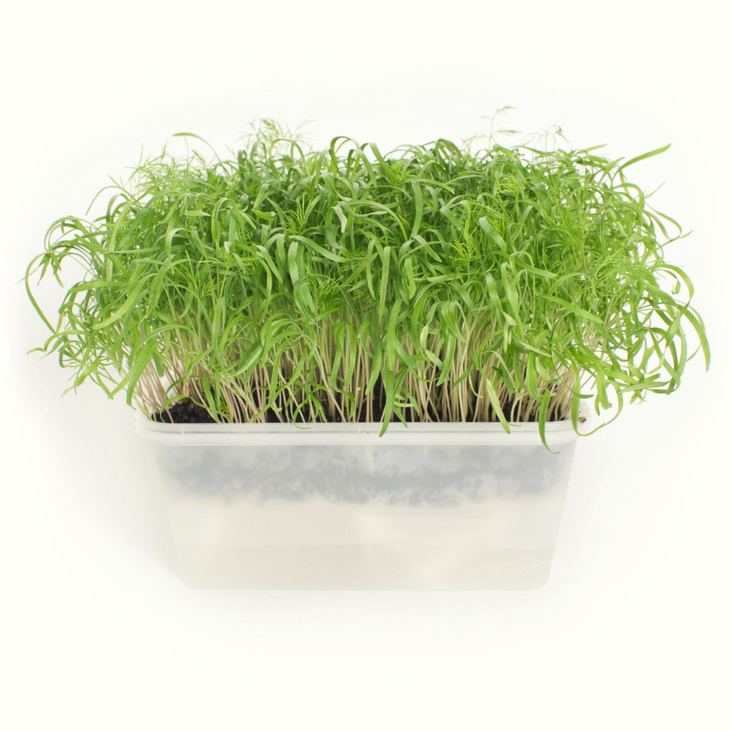 Micro Fennel