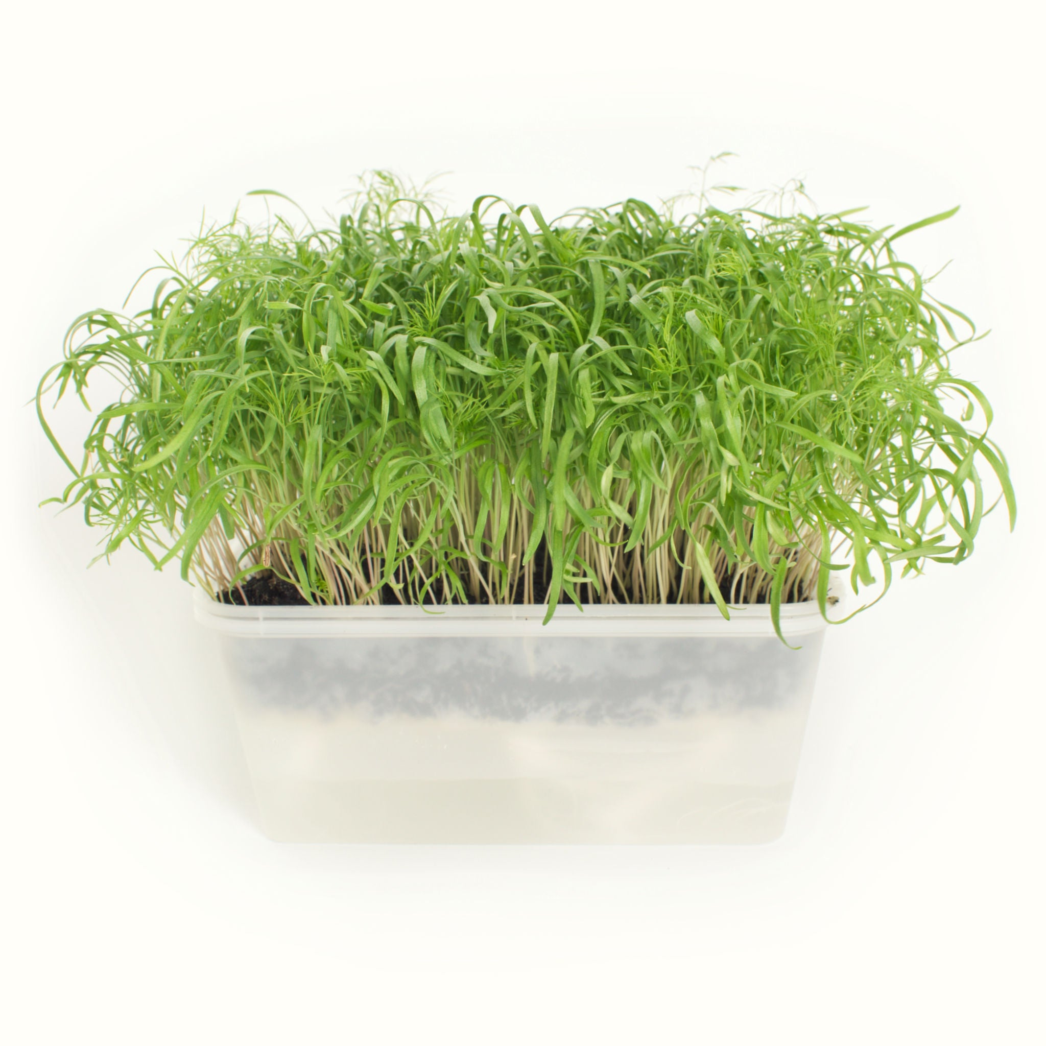 Micro Fennel