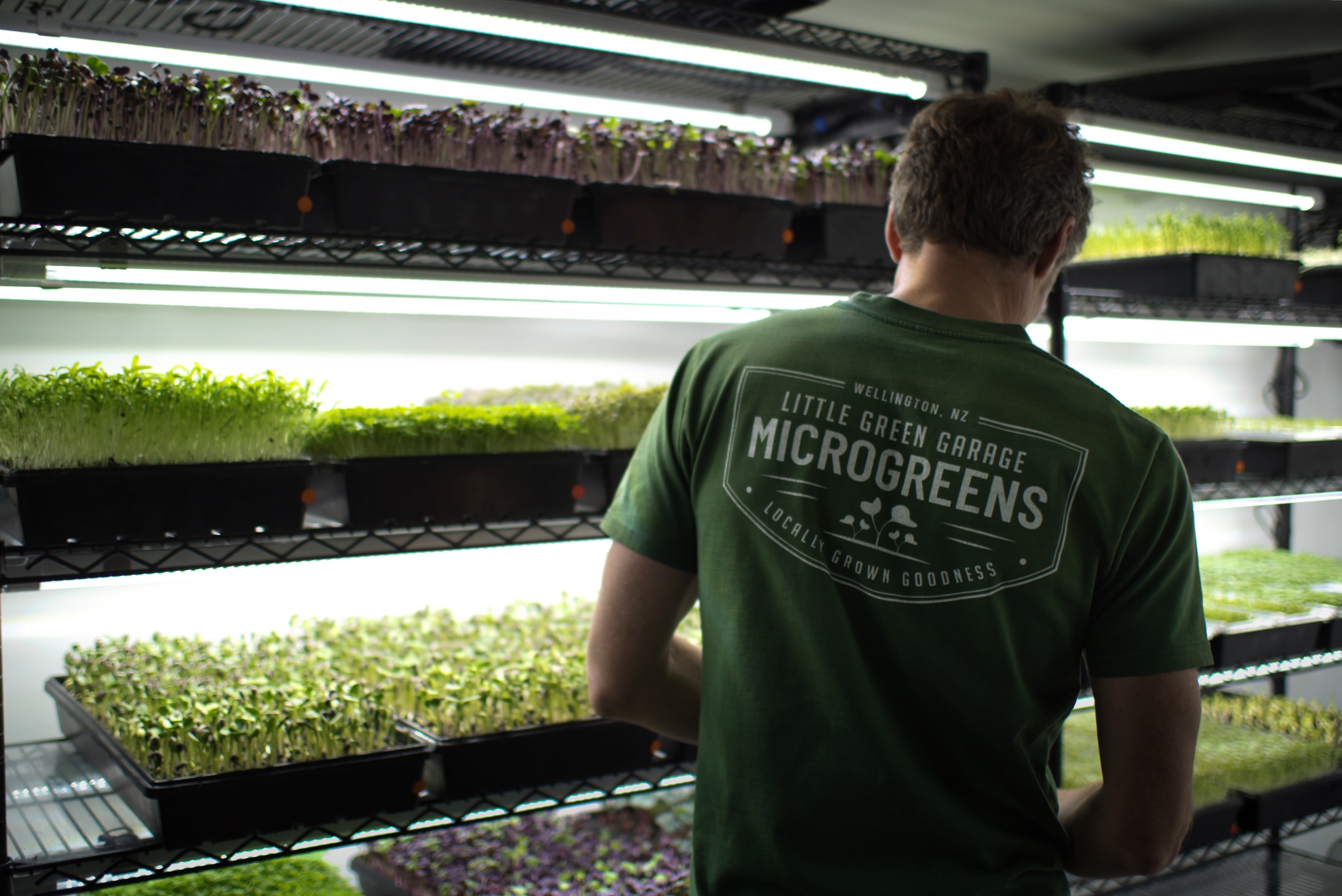 A man attending to microgreens in a grow room filled with vertical farming racks and grow lights.