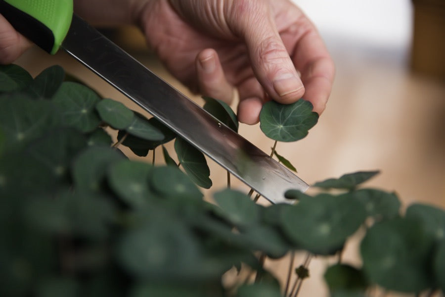 A nasturtium leaf being gently harvested.