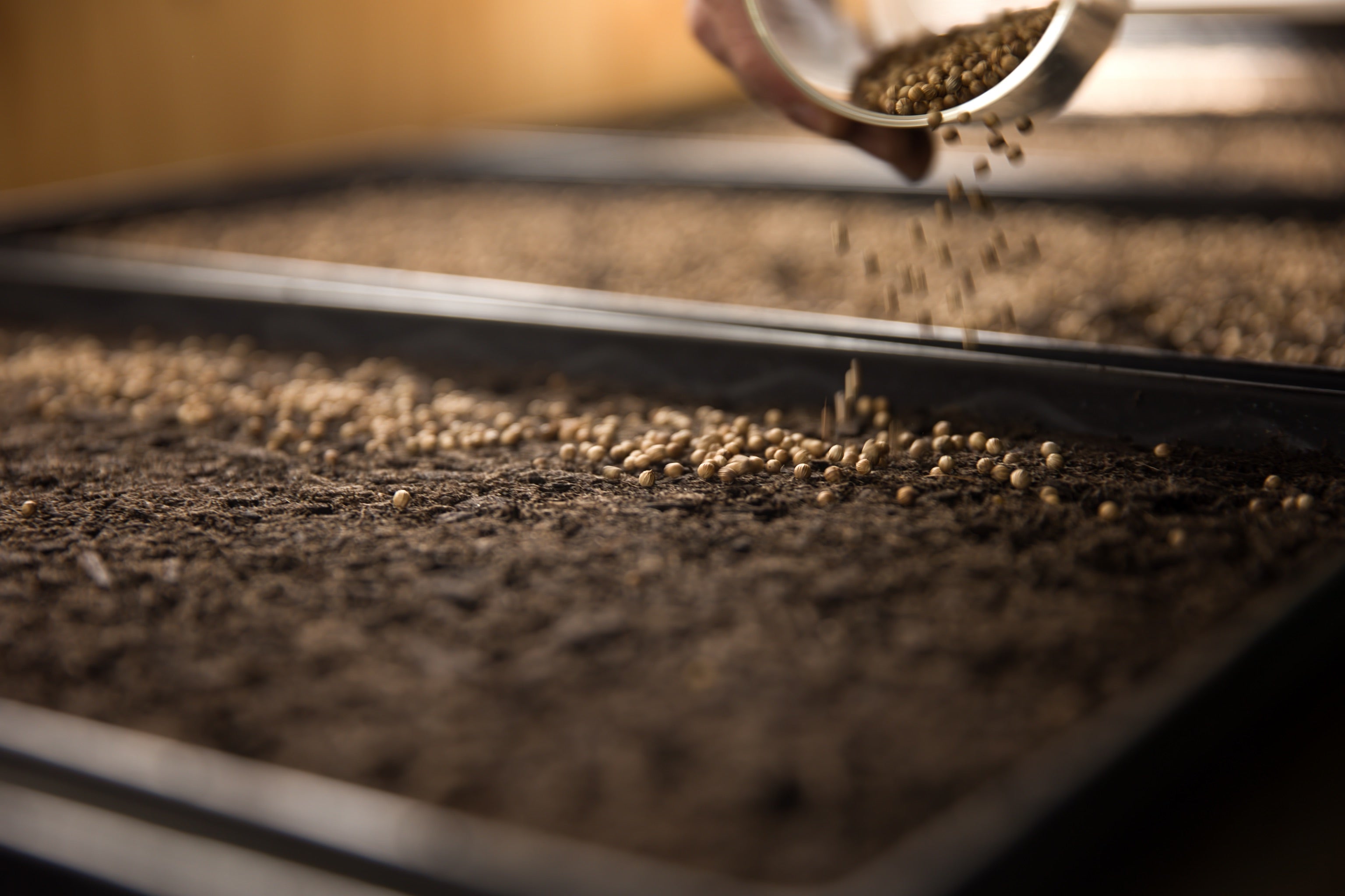 Seeds being sprinkled by hand across a microgreen tray filled with soil.