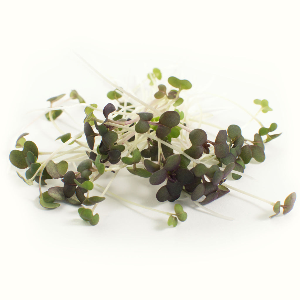 Kale (red) Microgreens
