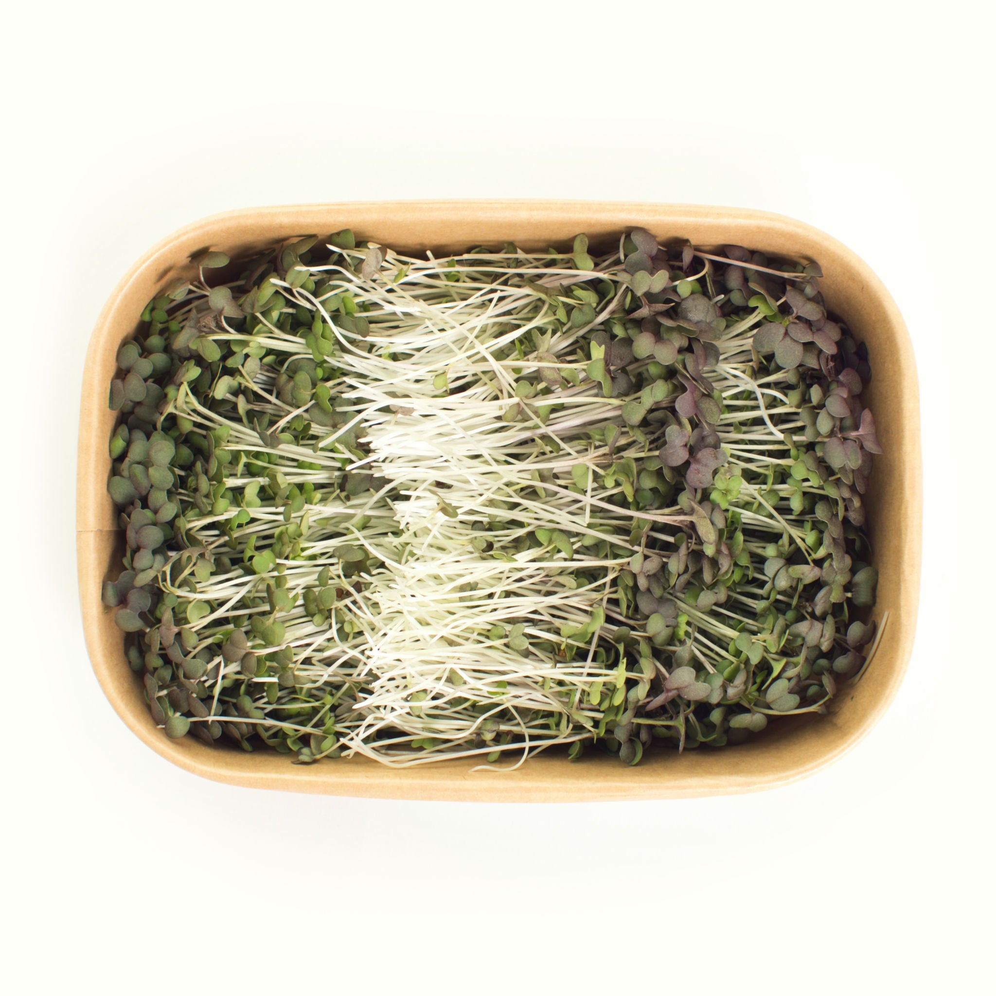 Kale (red) Microgreens
