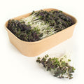 Kale (red) Microgreens