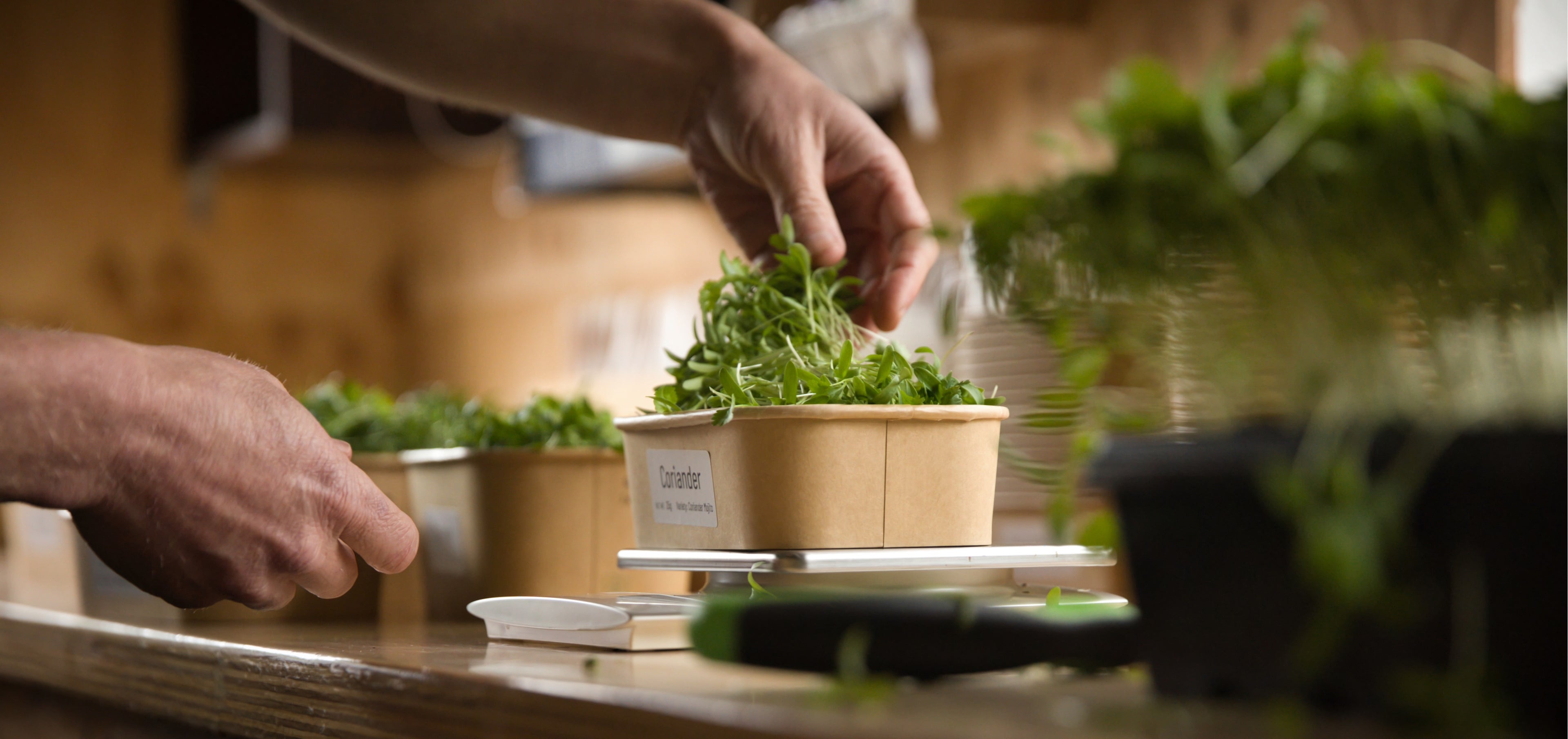 A hand placing coriander microgreens into a bio-board punnet.