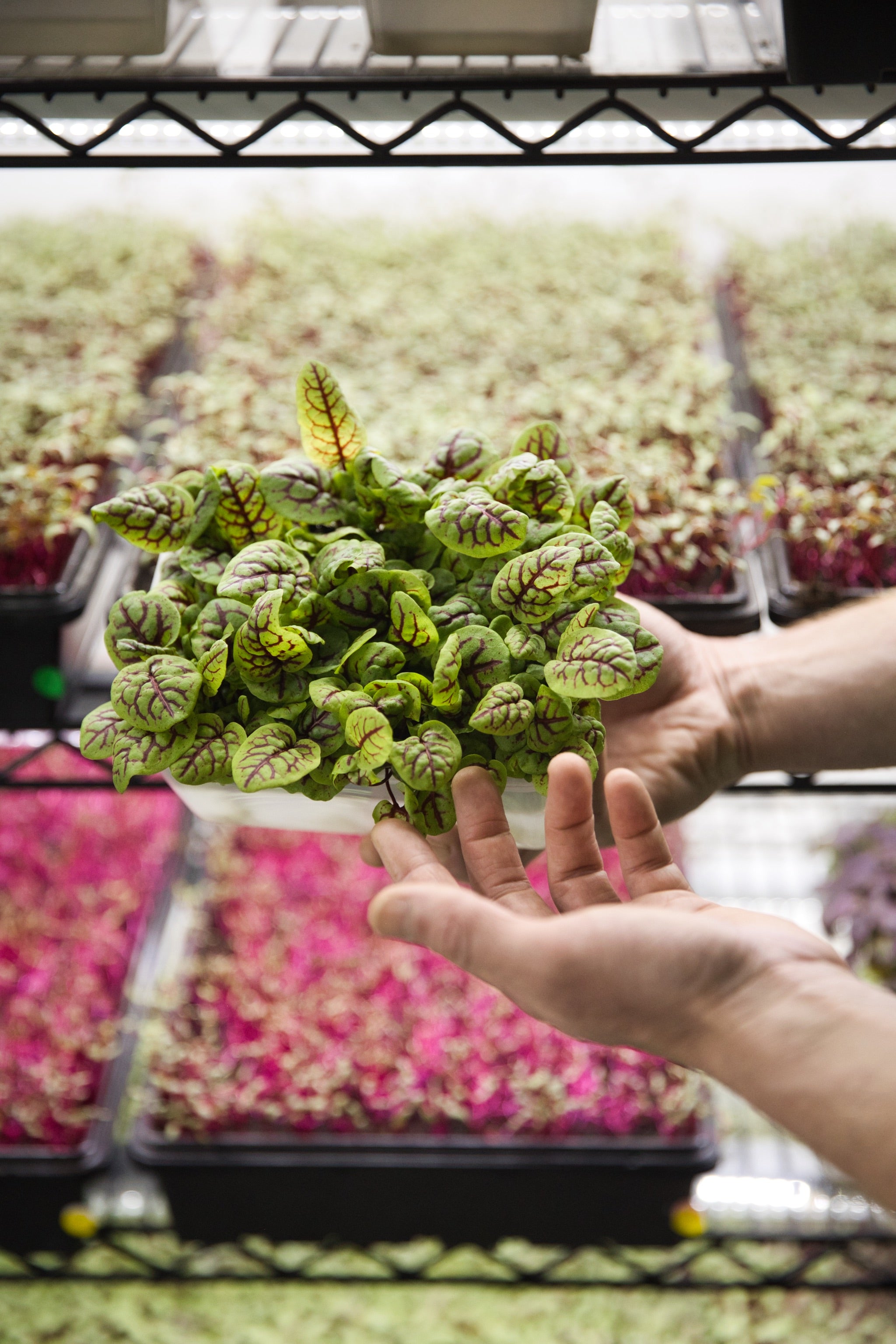 A punnet of red-veined sorrel against a backdrop of colourful trays of microgreens.