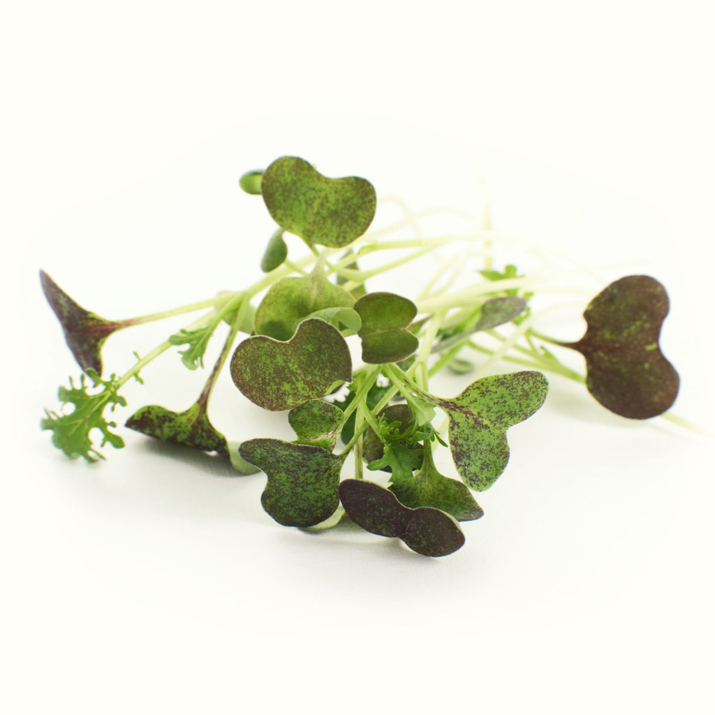 Mizuna Microgreens
