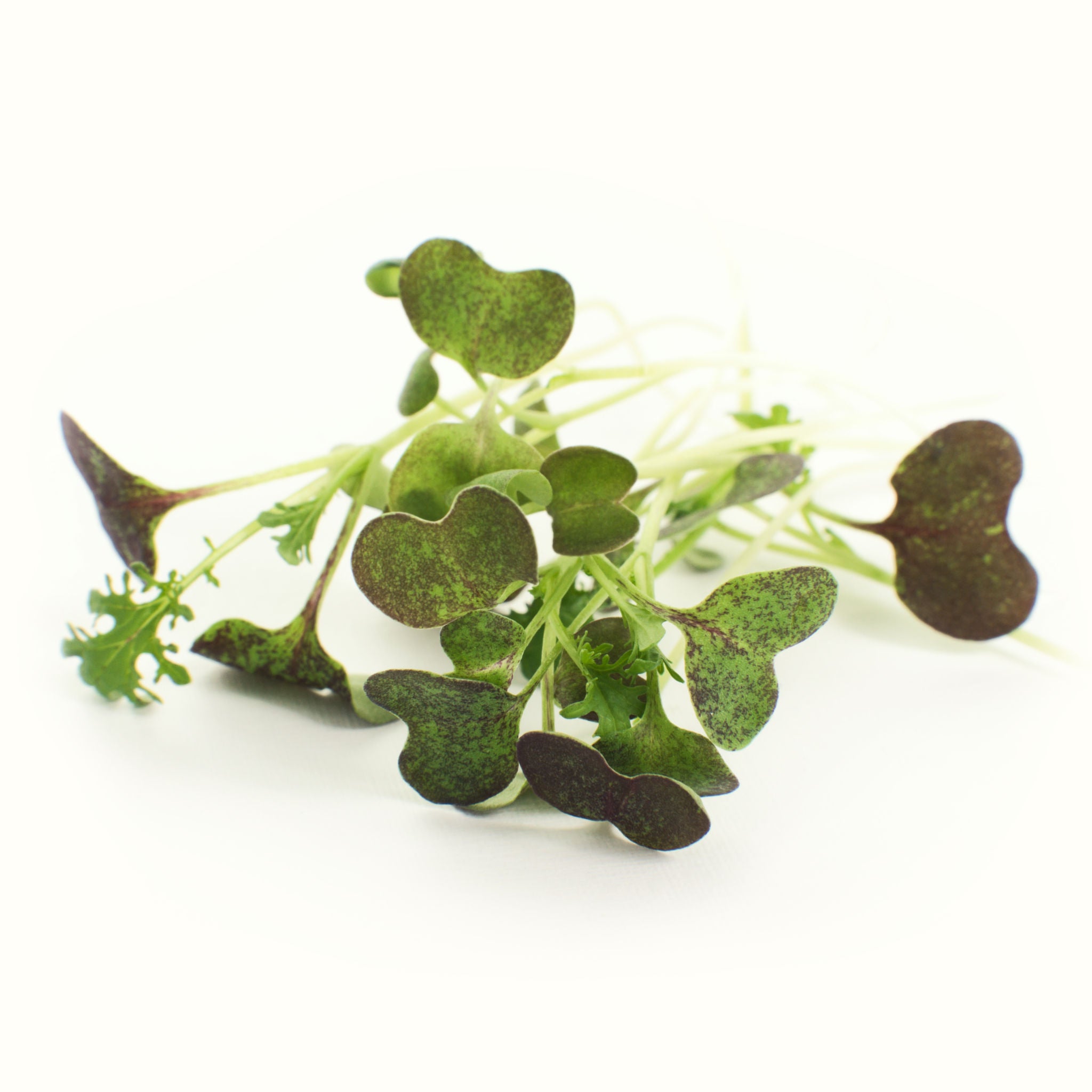 Mizuna Microgreens