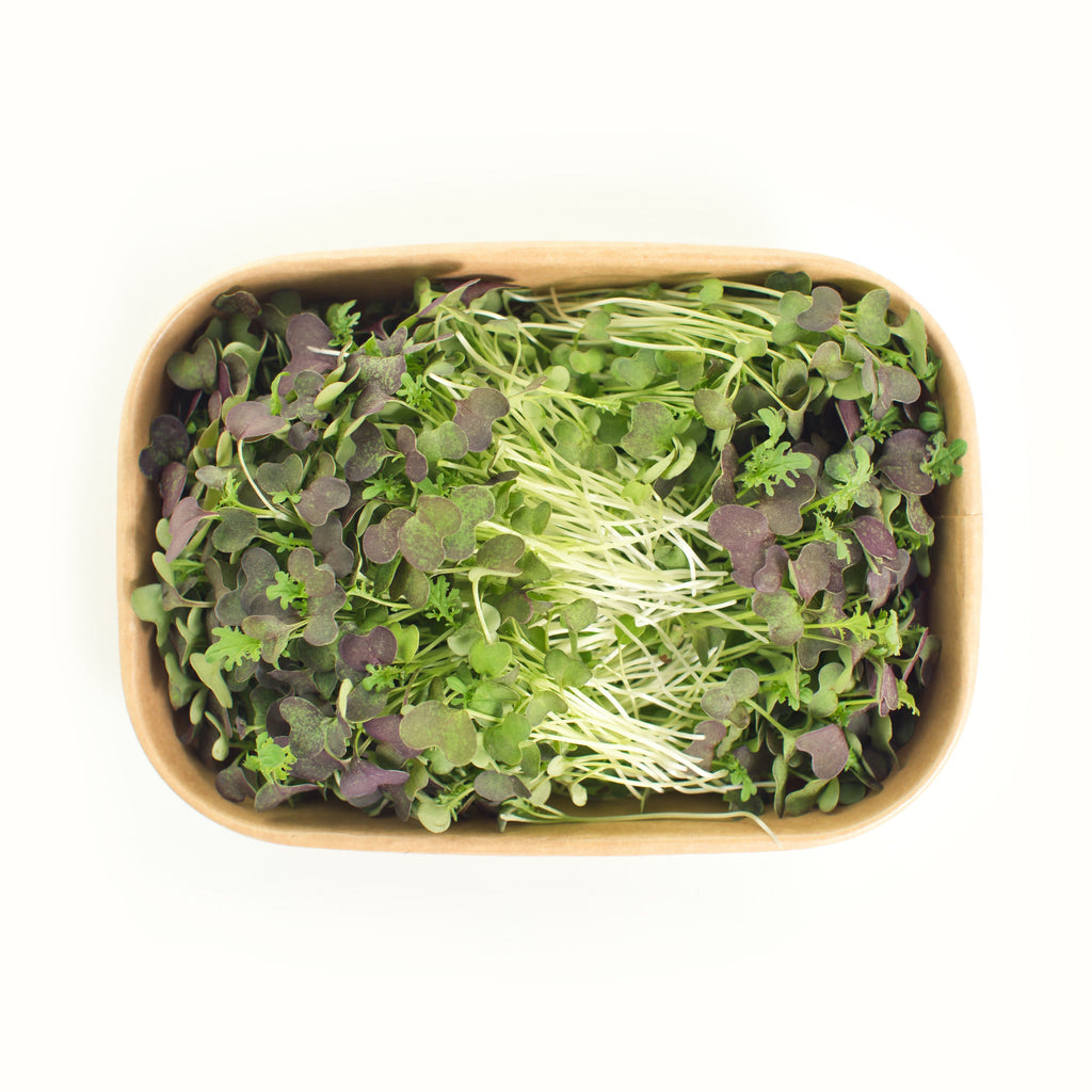 Mizuna Microgreens