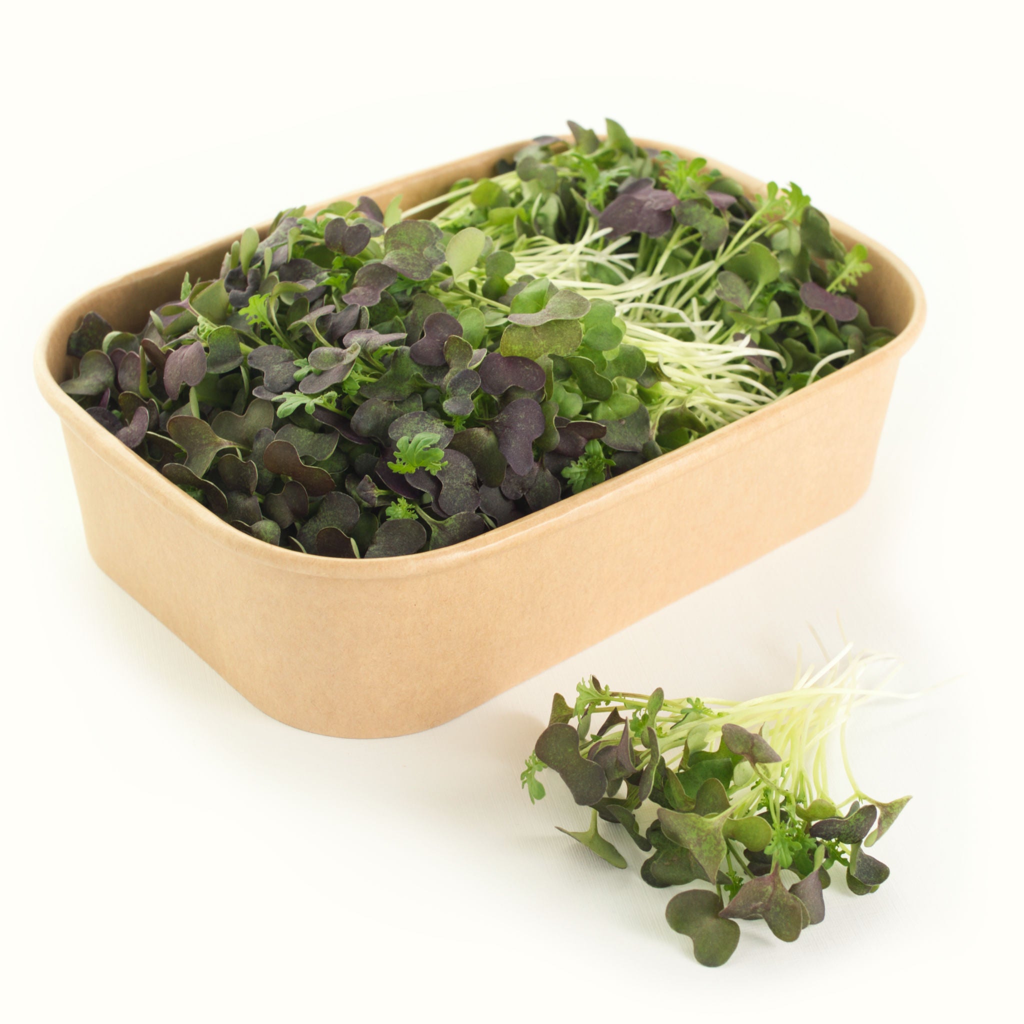 Mizuna Microgreens
