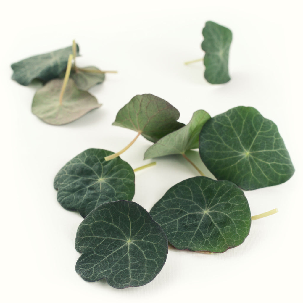 Nasturtium Leaves