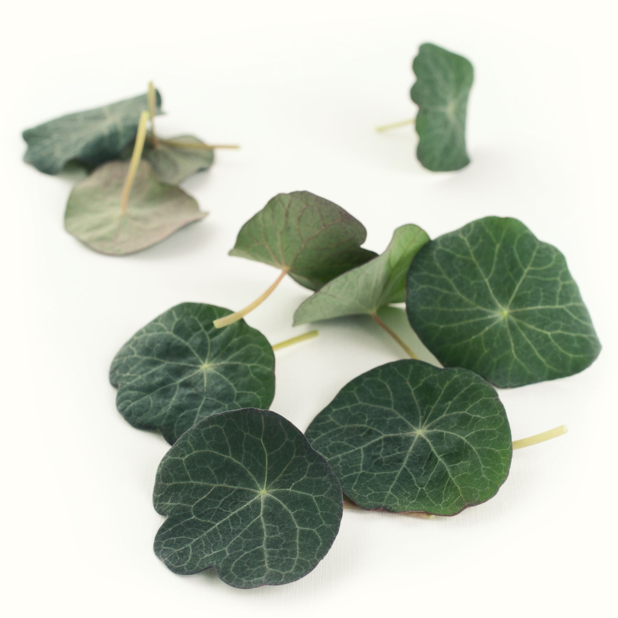 Nasturtium Leaves
