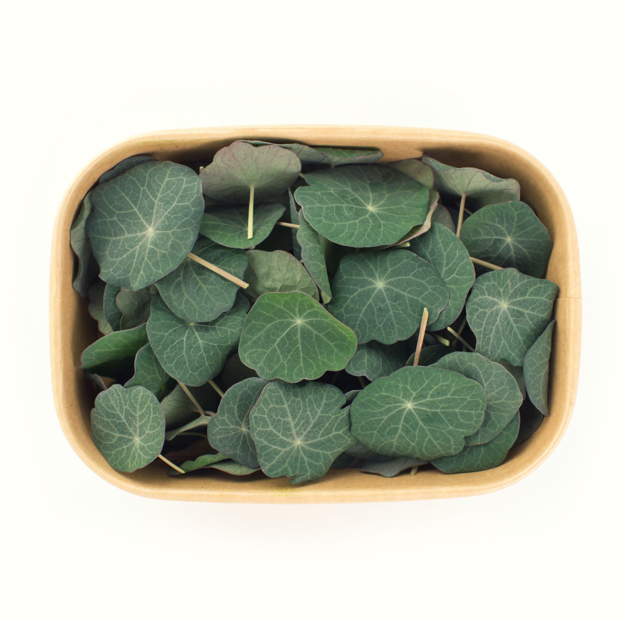 Nasturtium Leaves