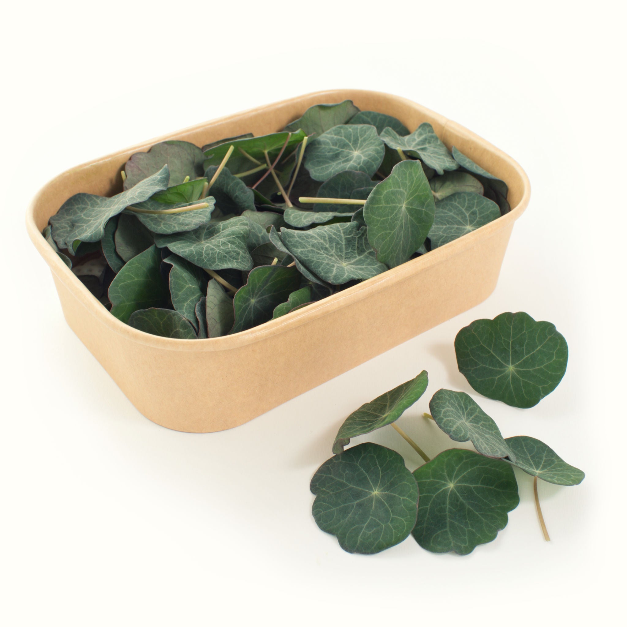 Nasturtium Leaves