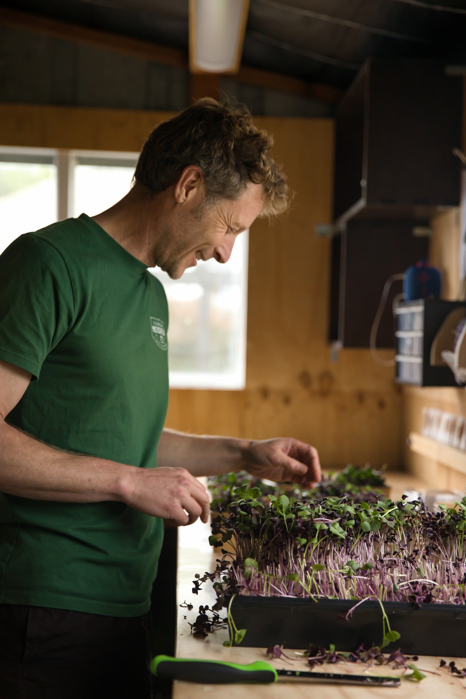 A man harvesting radish microgreens at a bench.