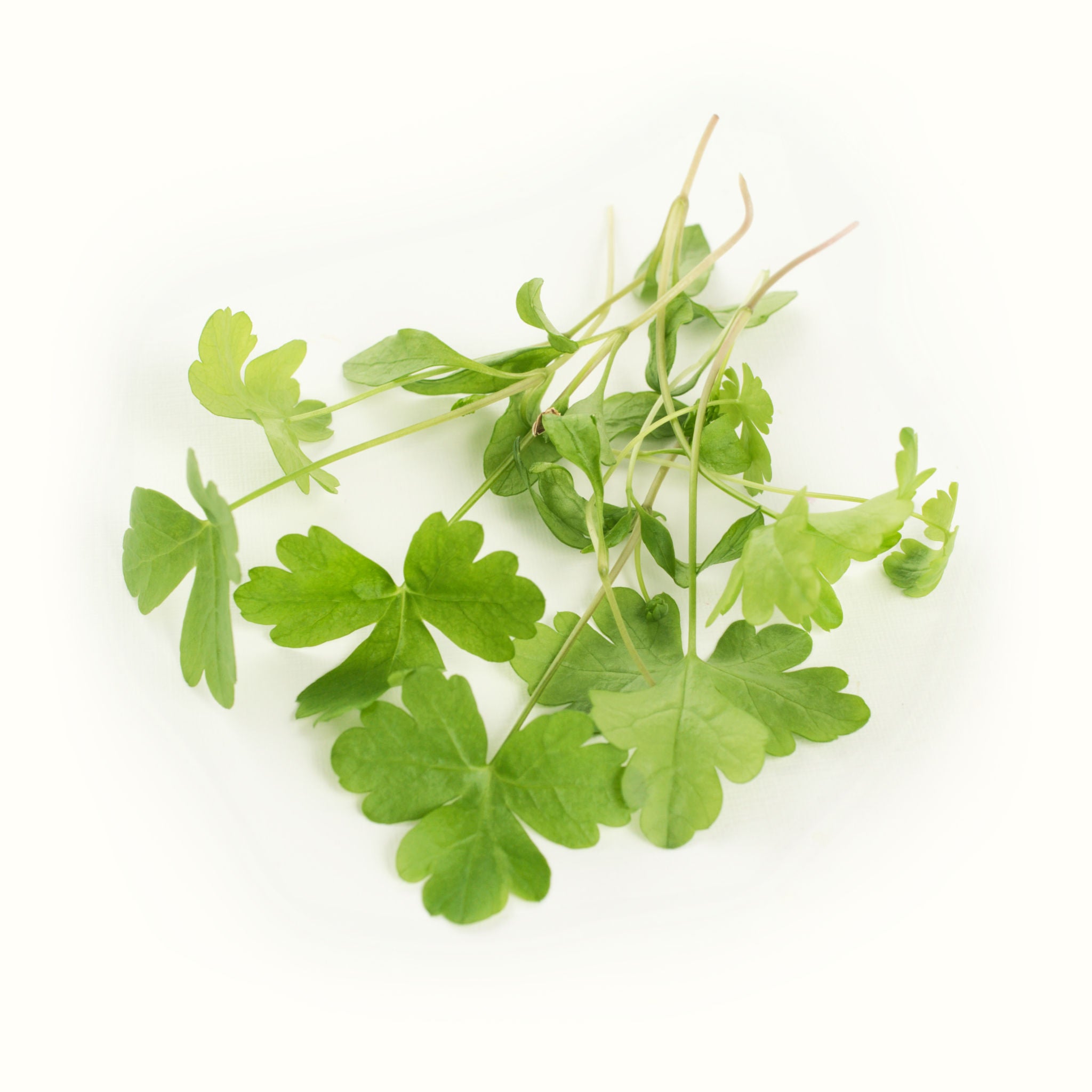 Micro Flat Leaf Parsley