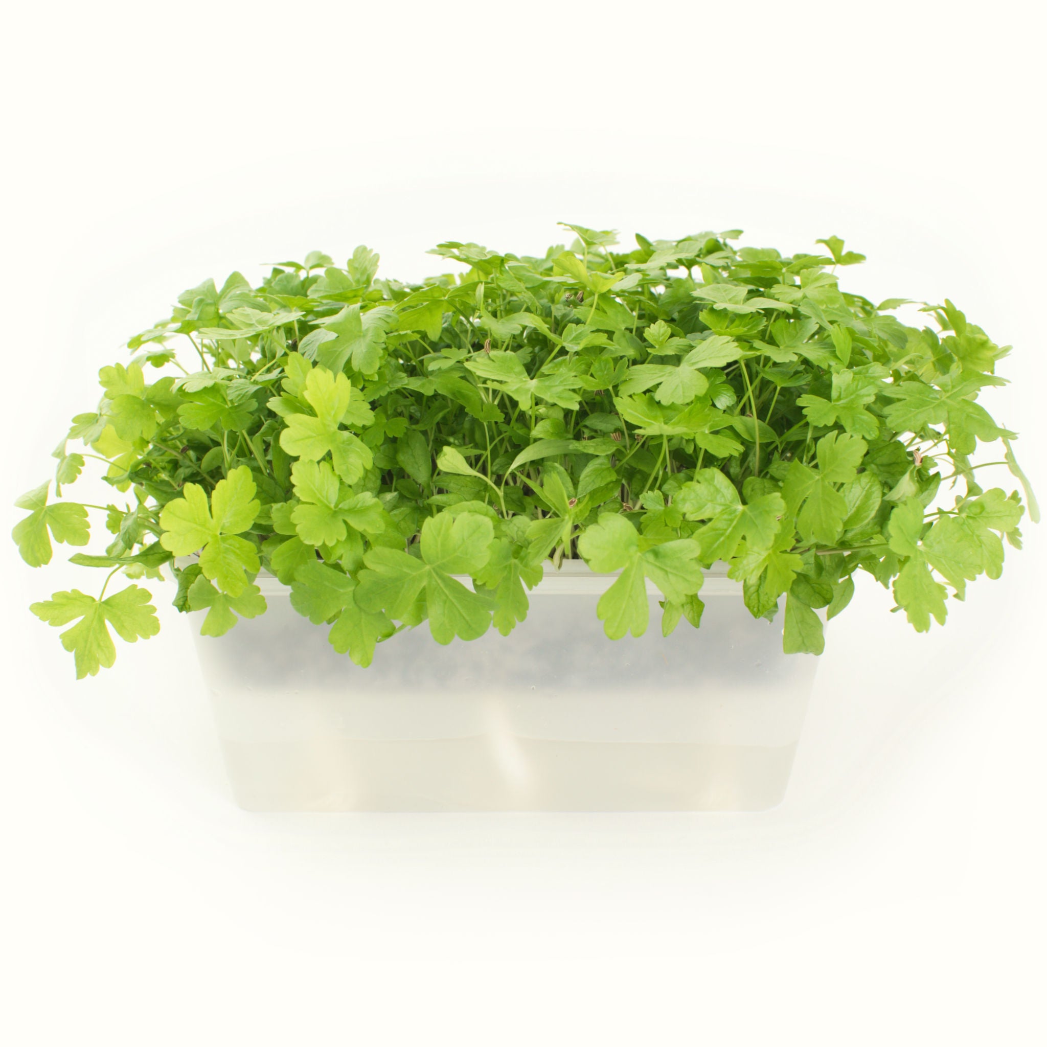 Micro Flat Leaf Parsley