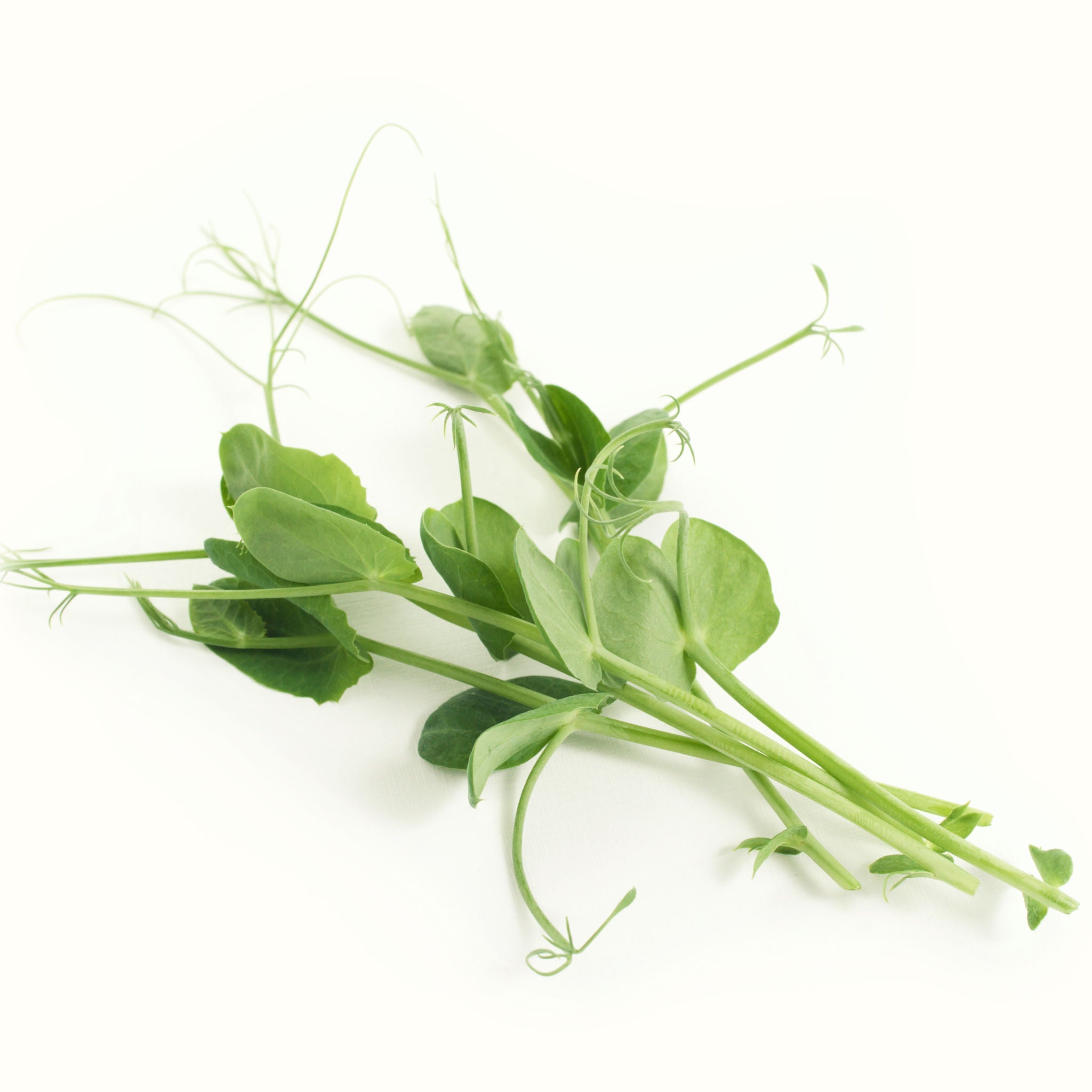 Pea Shoots